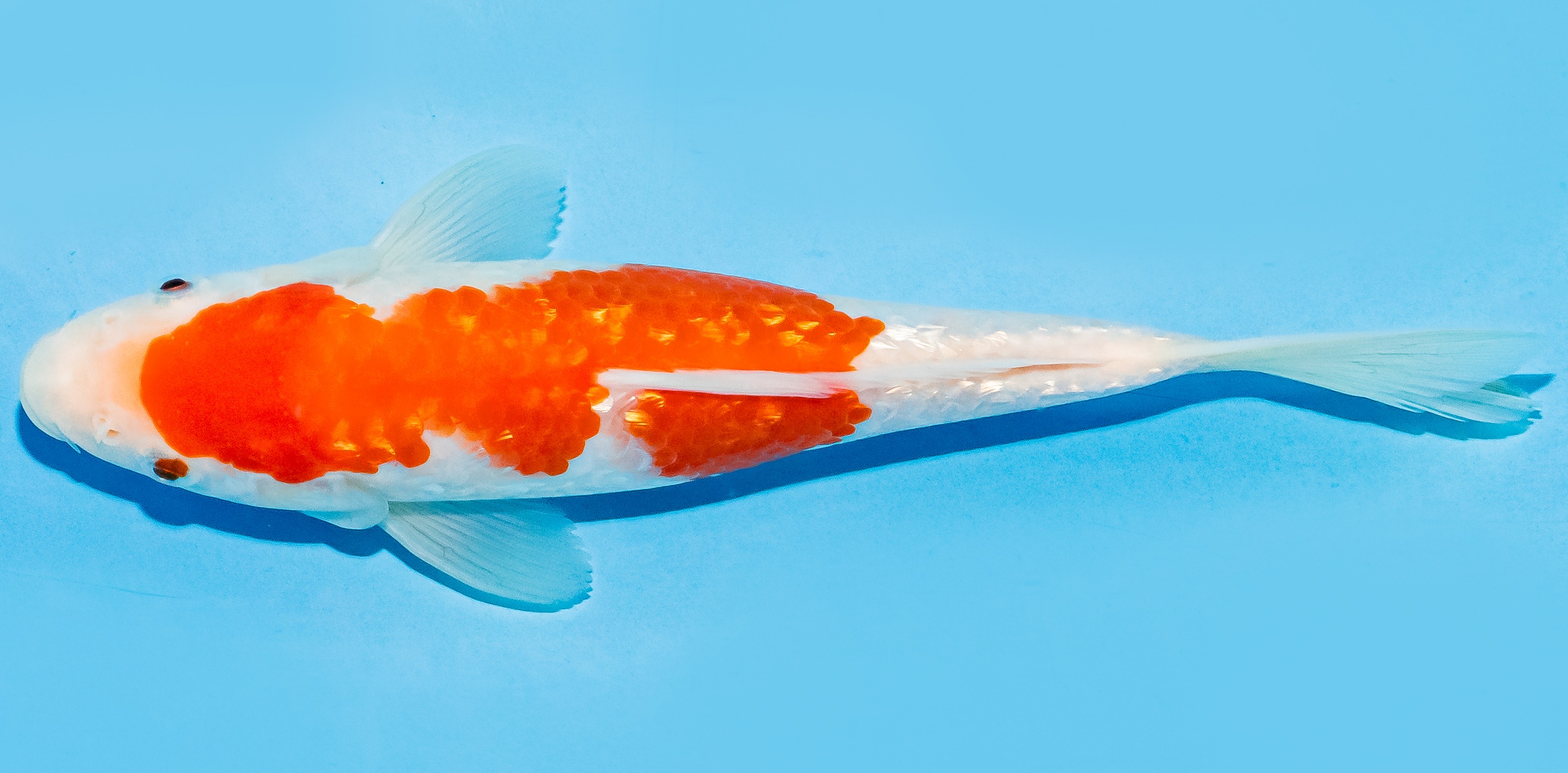 Koi 17-20cm Nr. 6504