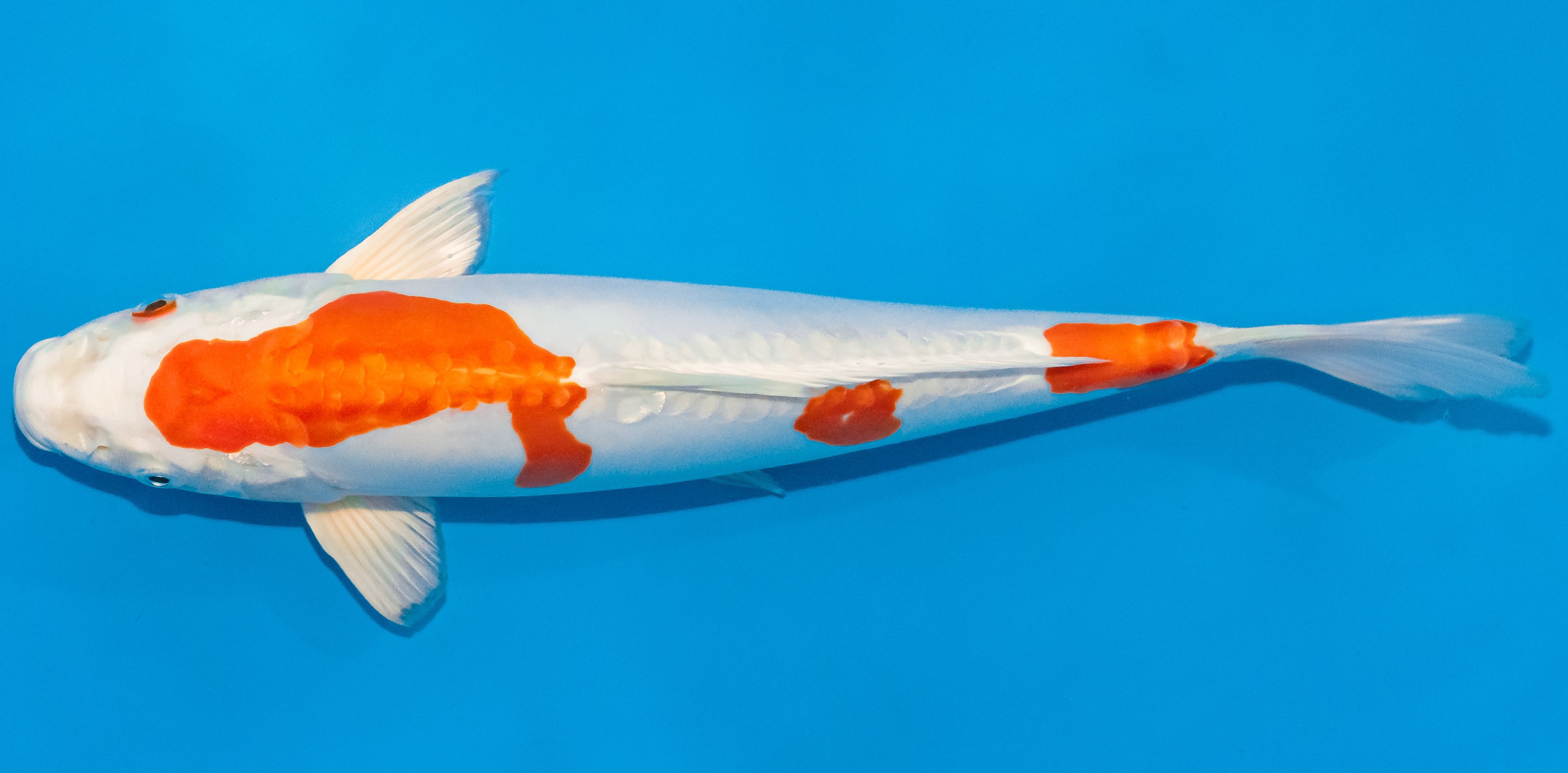 Koi 30-35cm Nr. 1409