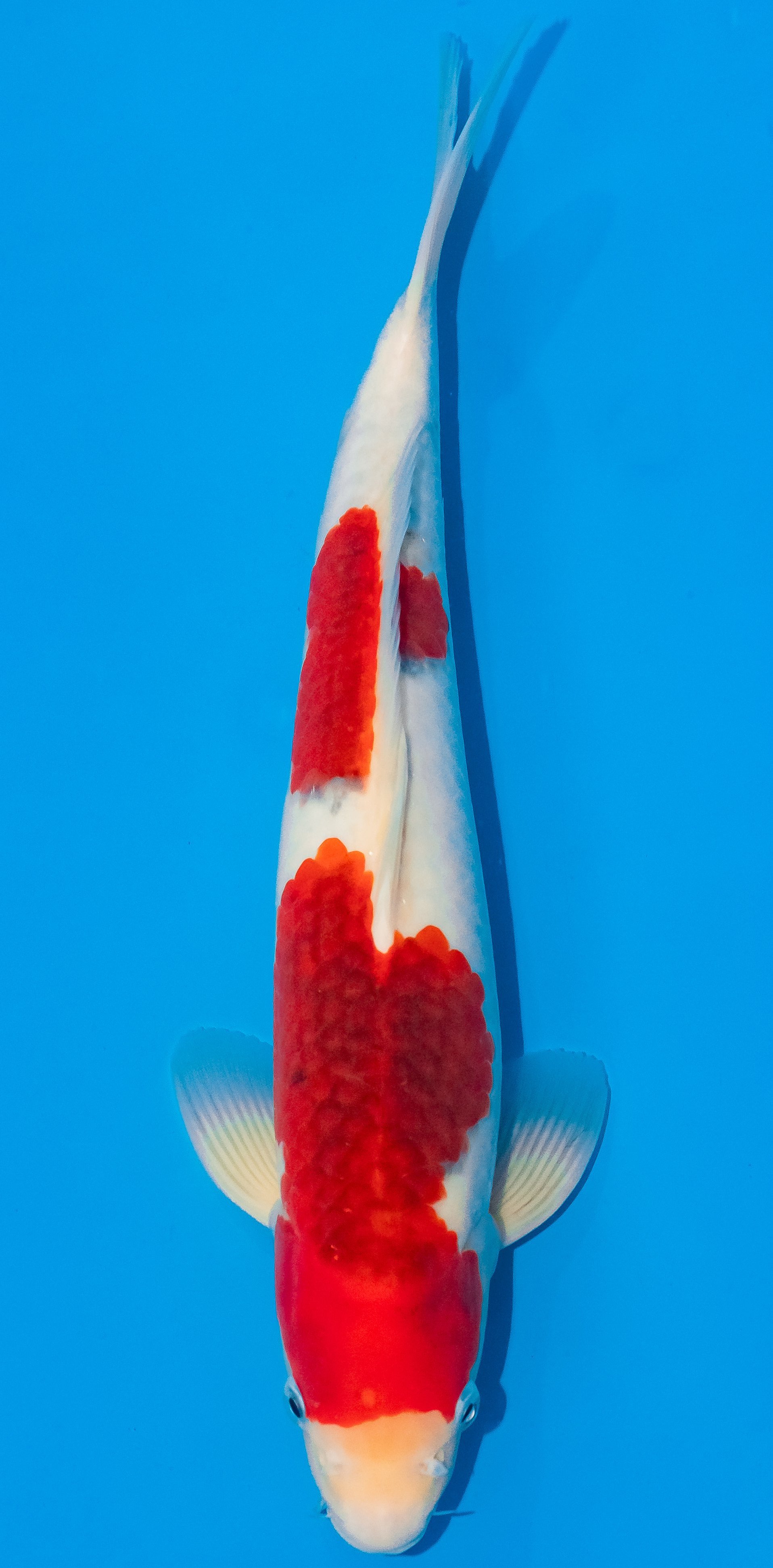 Koi 35-40cm Nr. 1164