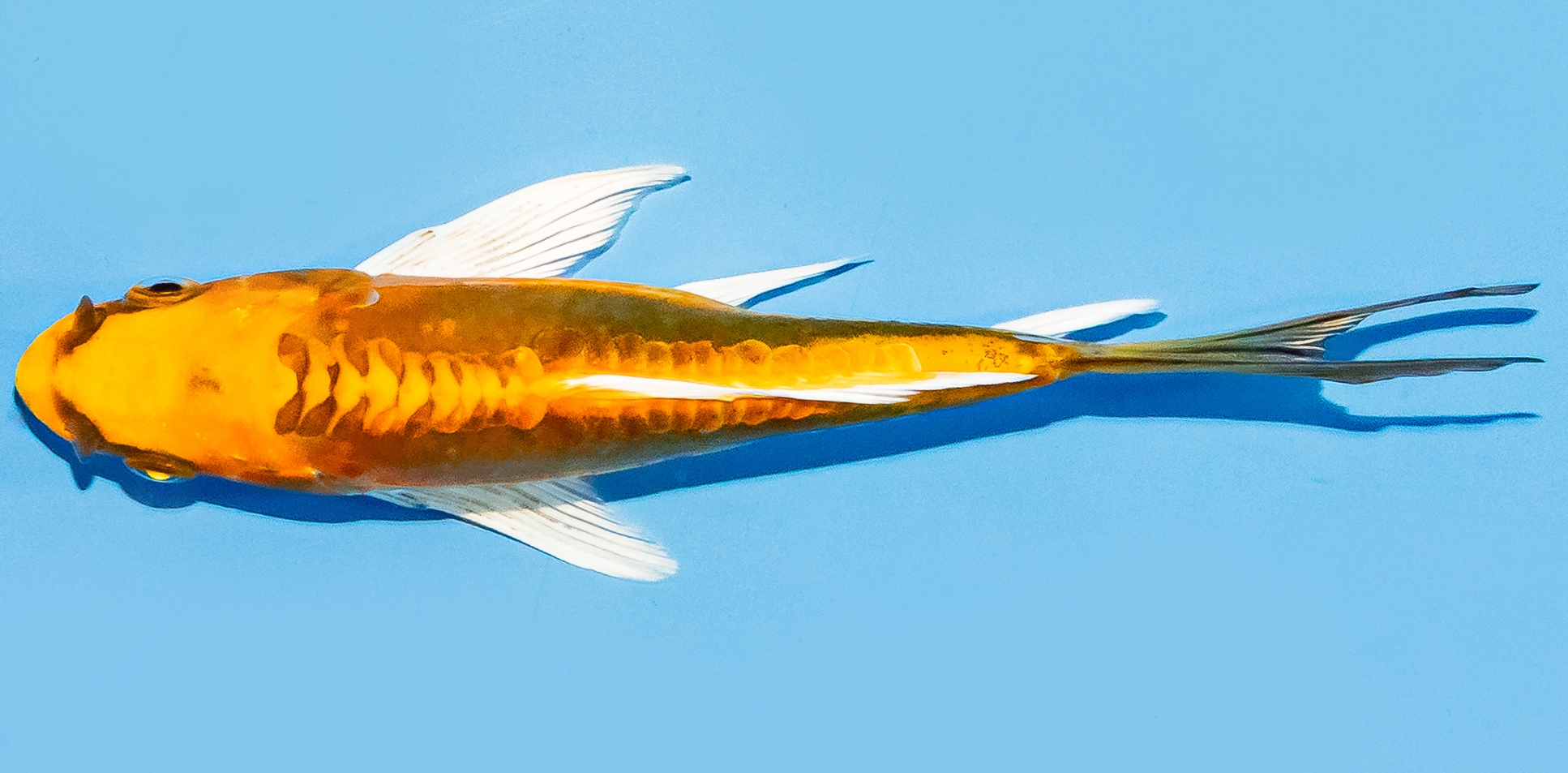 Butterfly Koi 14-17cm Nr. 8210