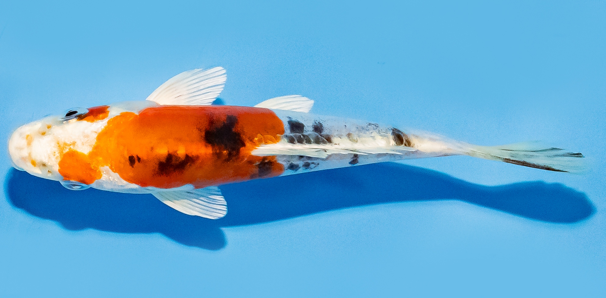 Koi 14-17cm Nr. 8129