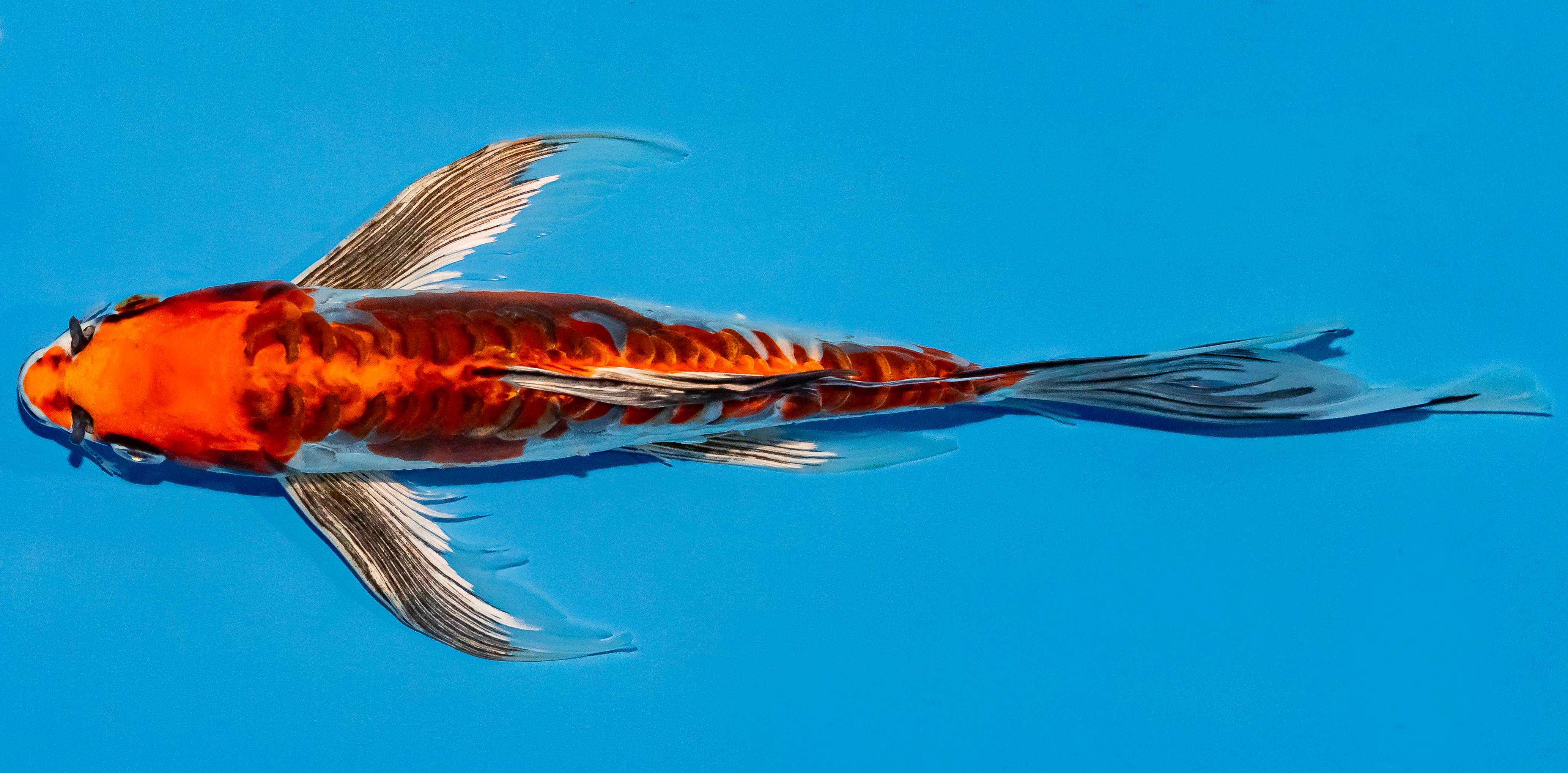 Butterfly Koi 25-30cm Nr. 2381