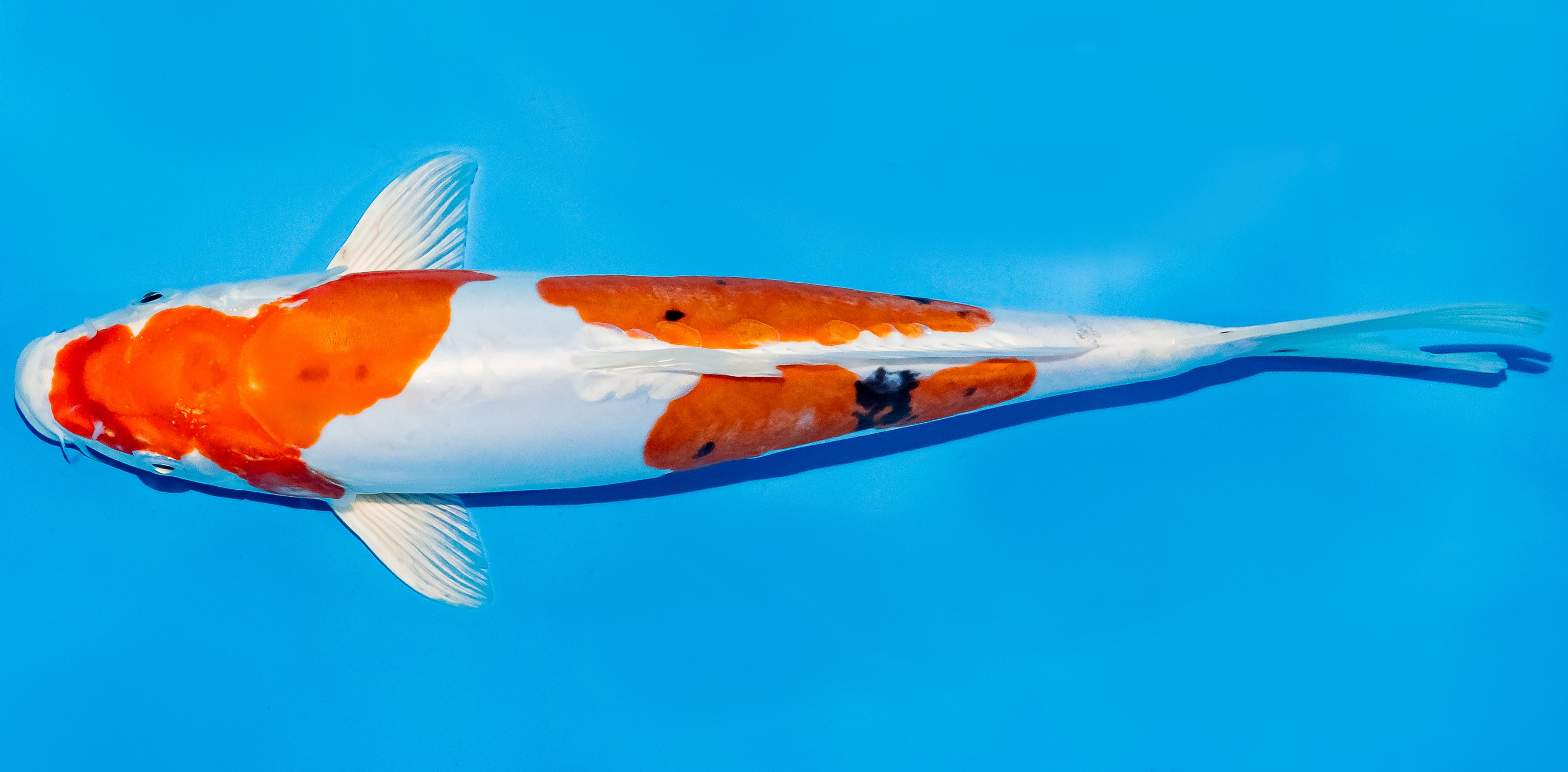 Koi 25-30cm Nr. 5325