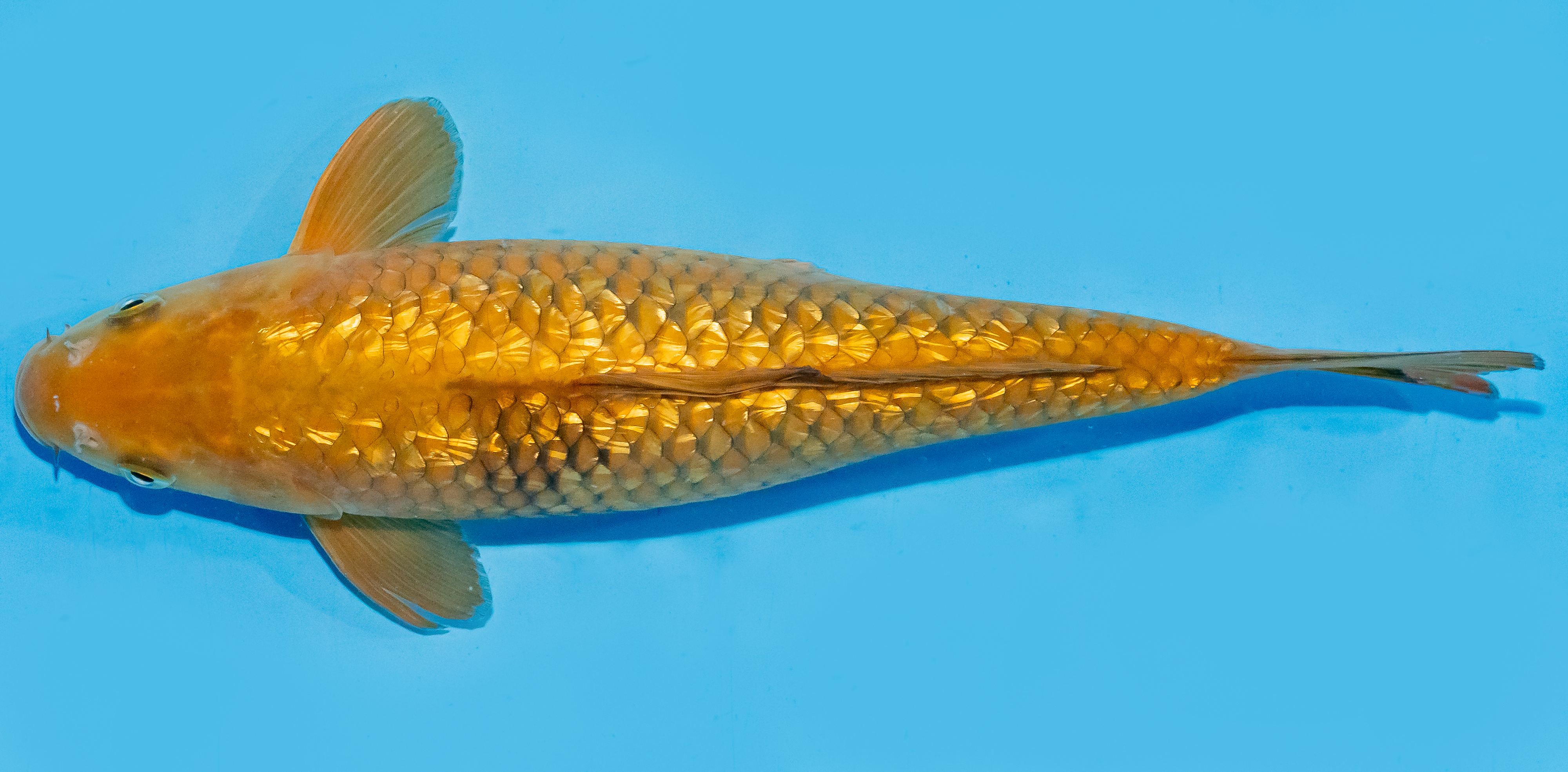 Koi 30-35cm Nr. 7631