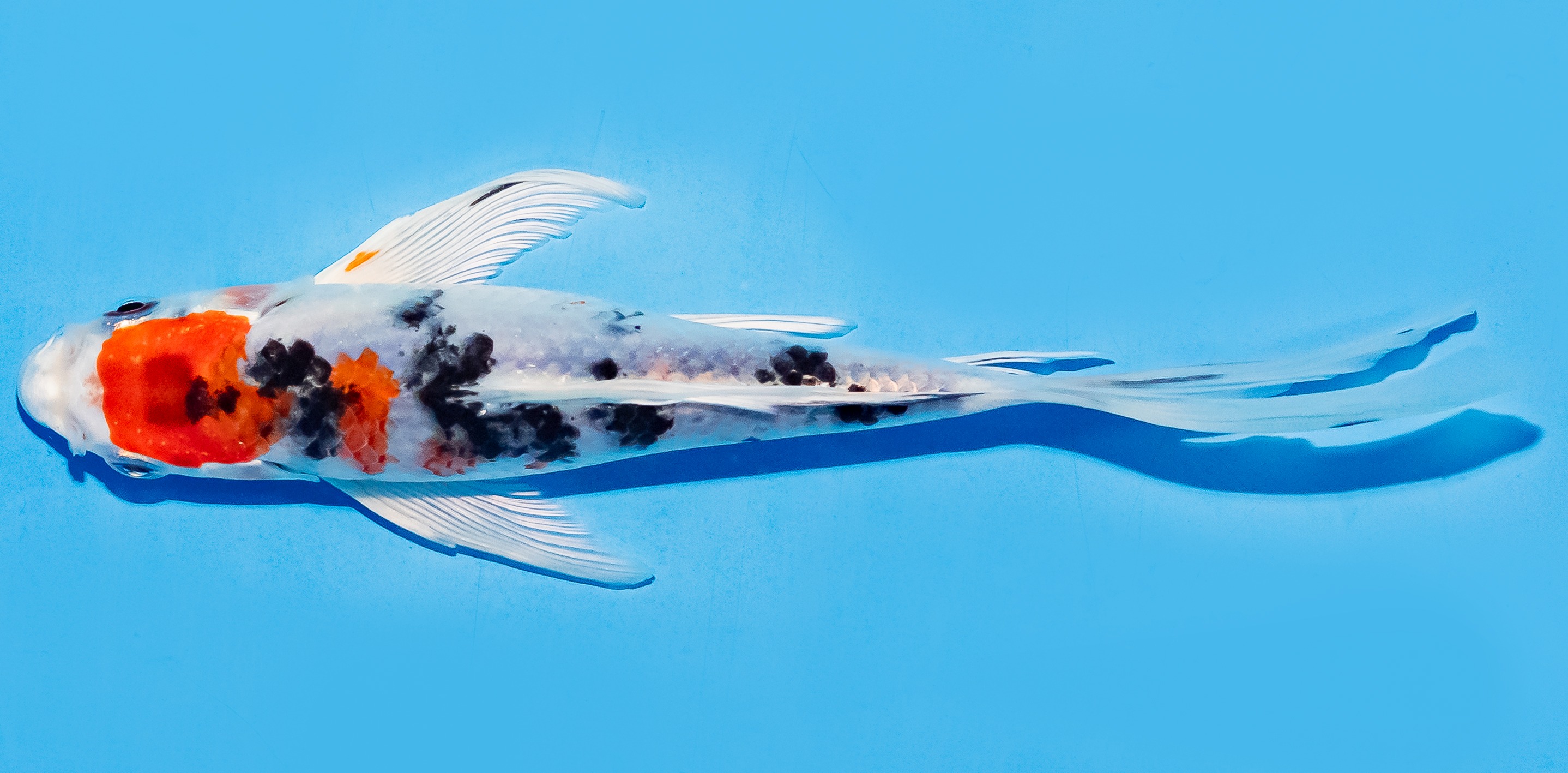 Butterfly Koi 17-20cm Nr. 6908