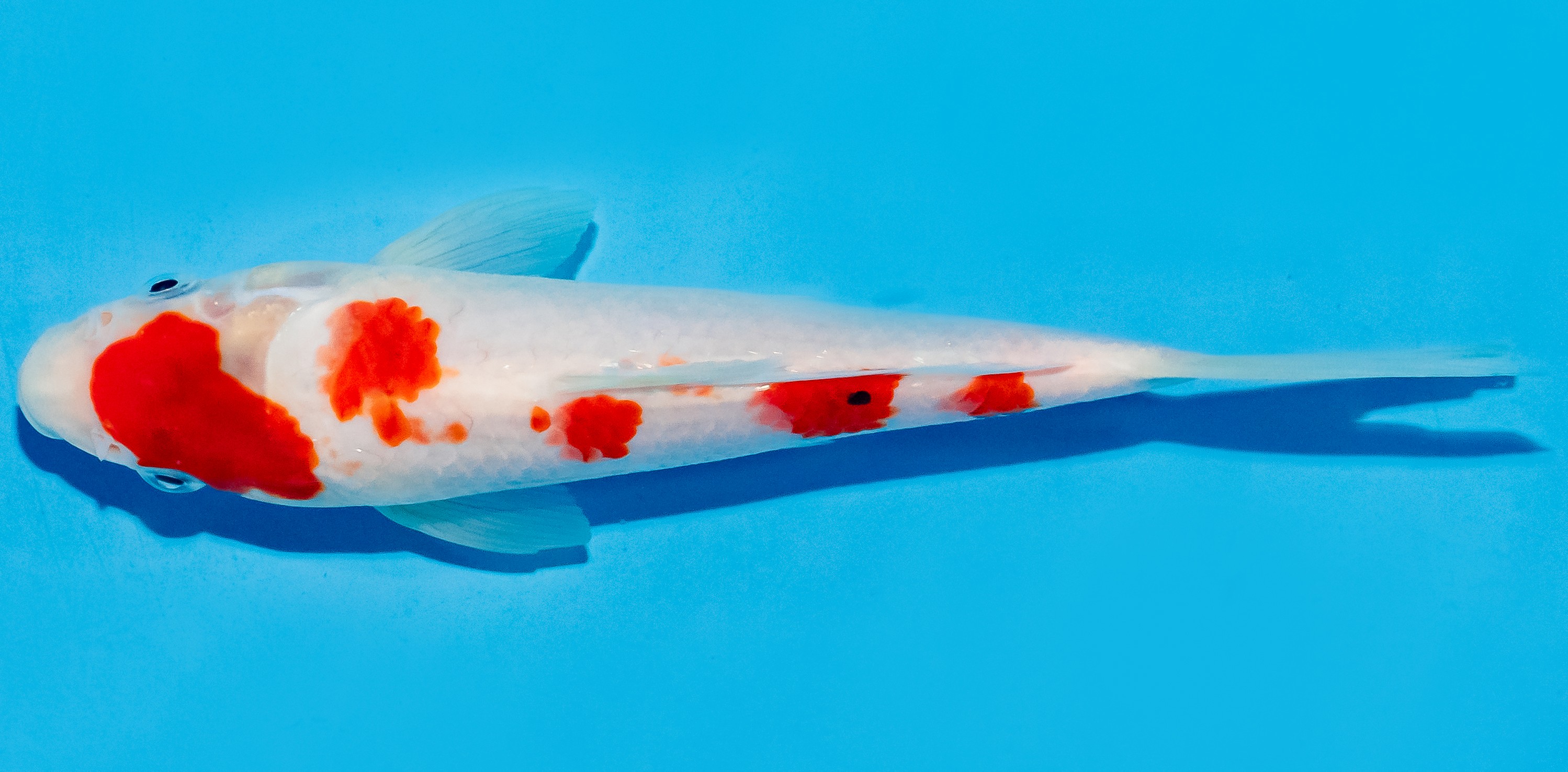 Koi 20-25cm Nr. 8623