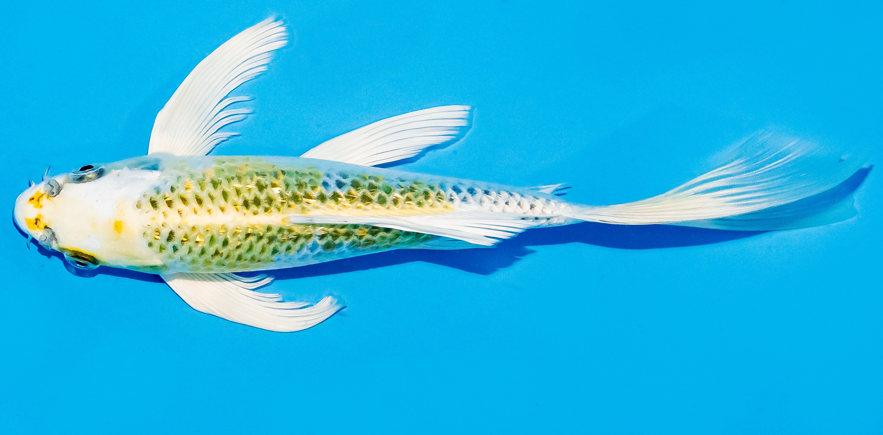 Butterfly Koi 20-25cm Nr. 8535