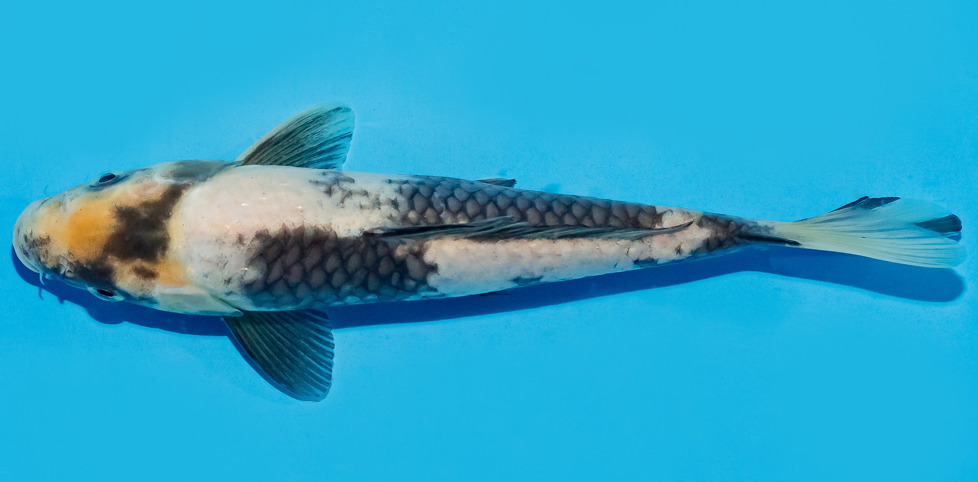Koi 20-25cm Nr. 8612
