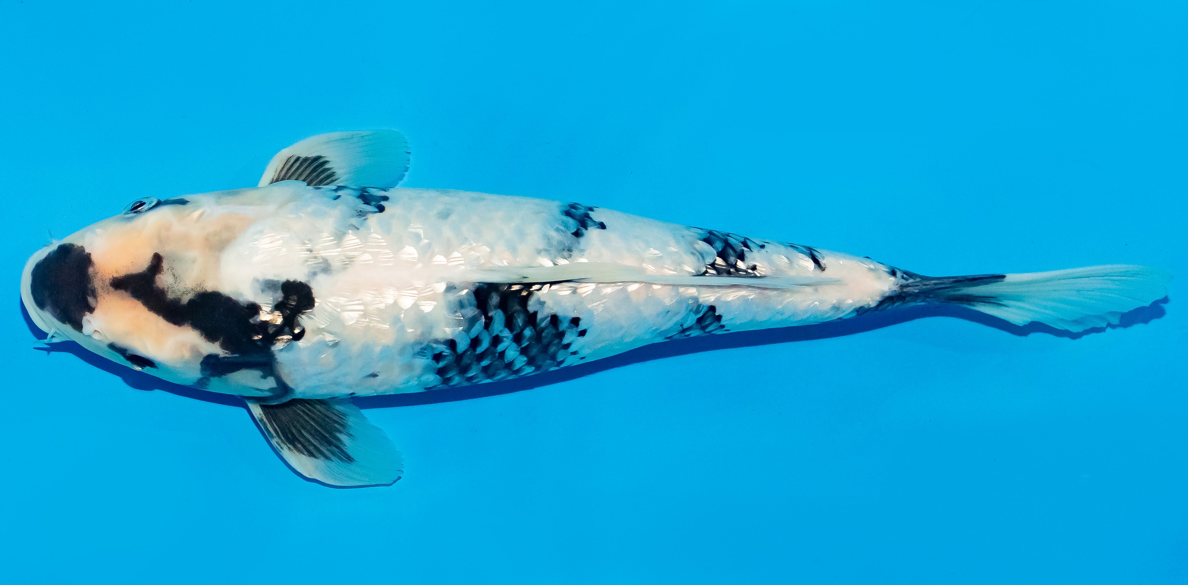Koi 35-40cm Nr. 6721