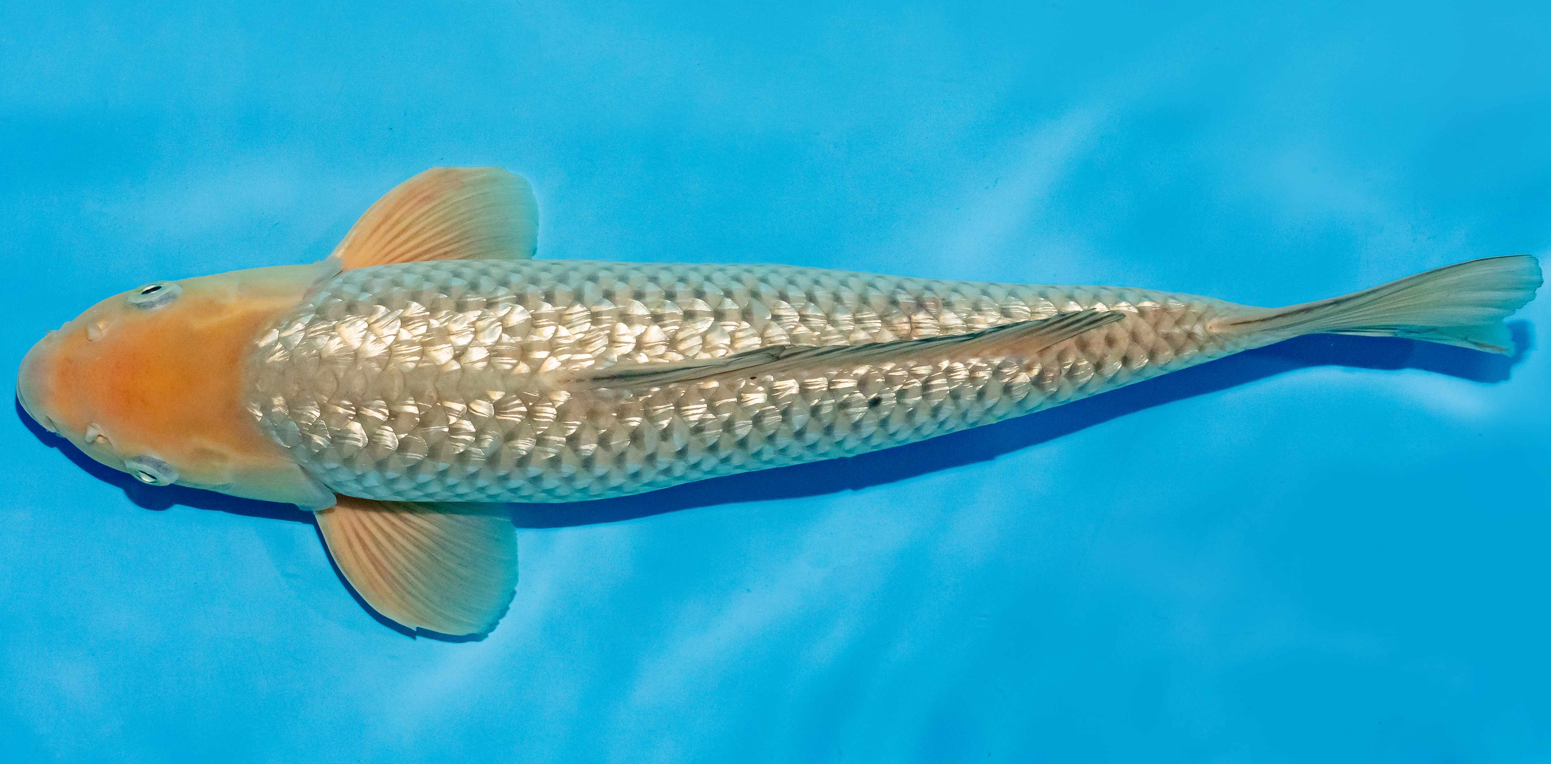 Koi 40-45cm Nr. 4914