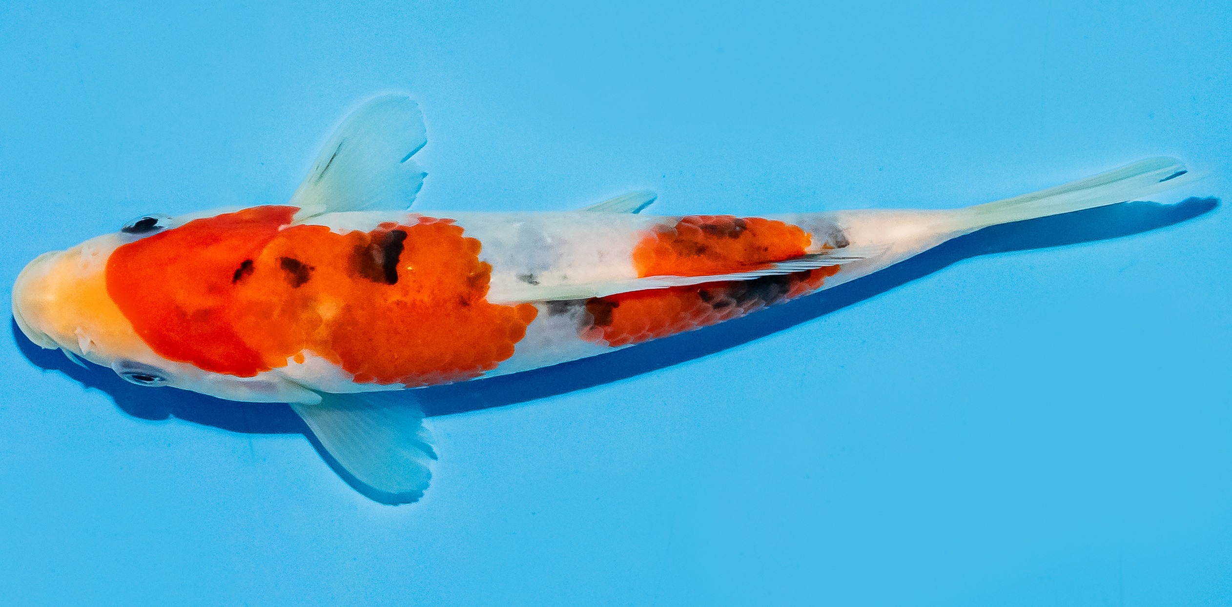 Koi 17-20cm Nr. 7789