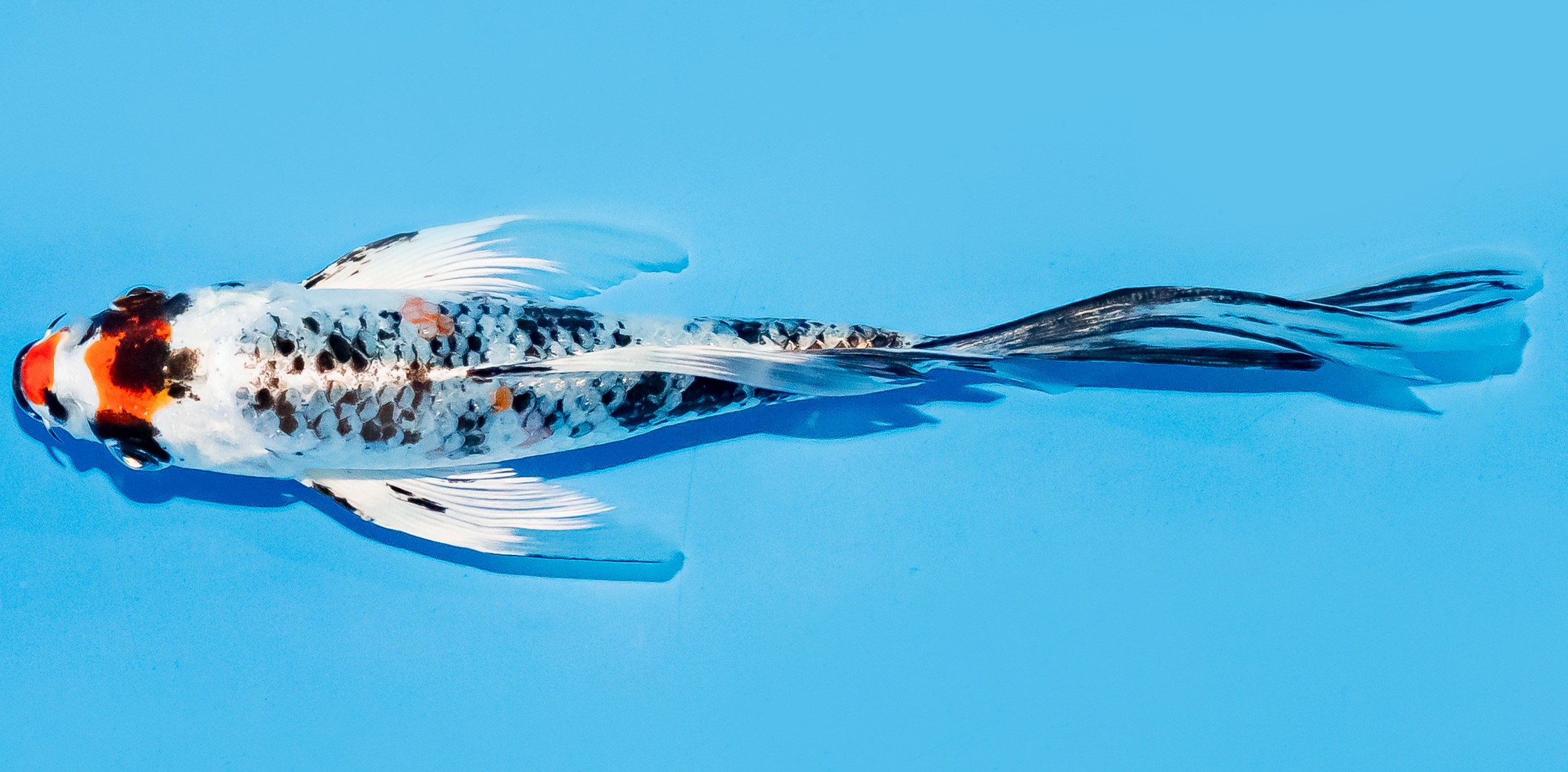 Butterfly Koi 14-17cm Nr. 7420