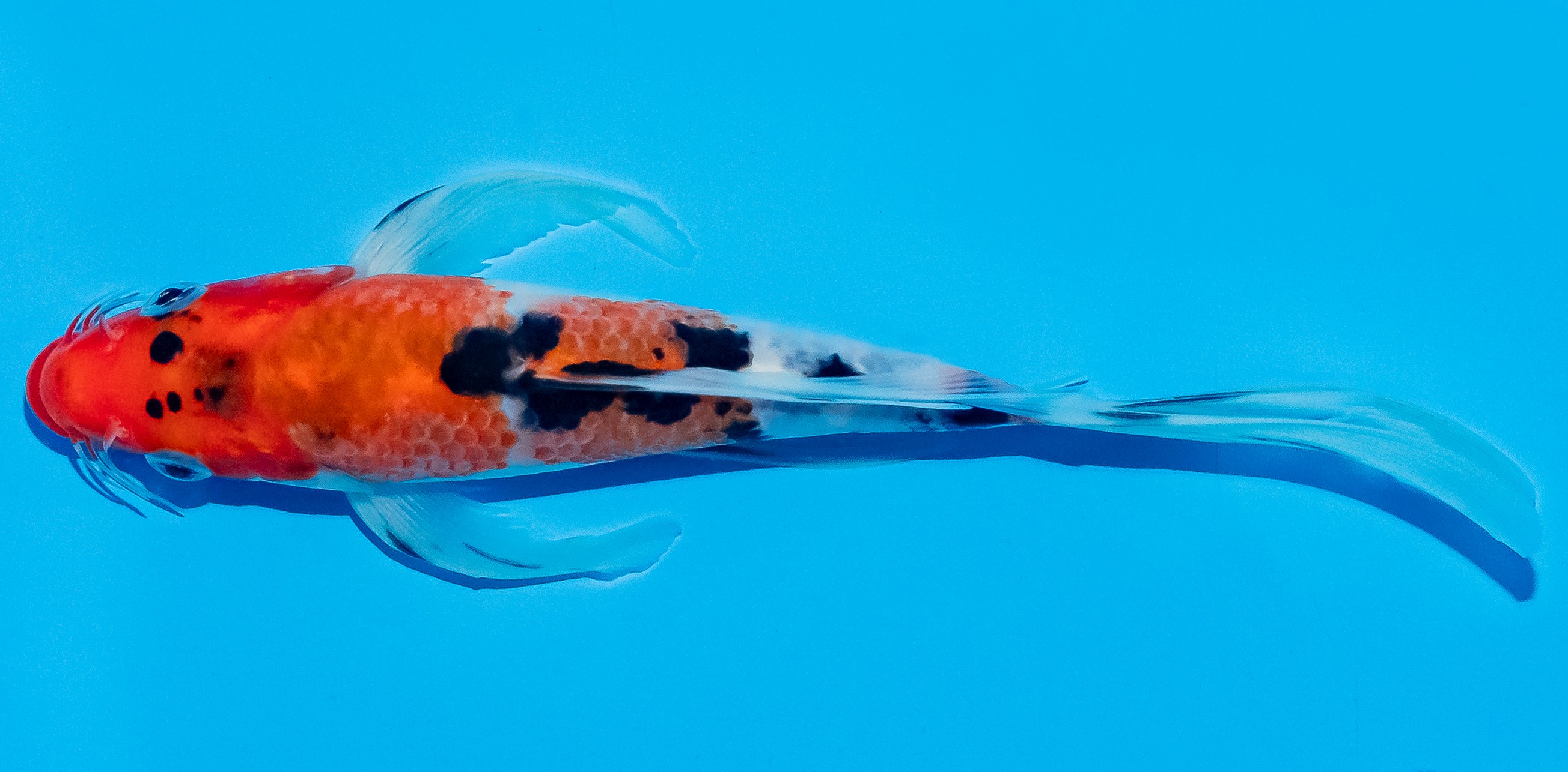 Butterfly Koi 20-25cm Nr. 5413