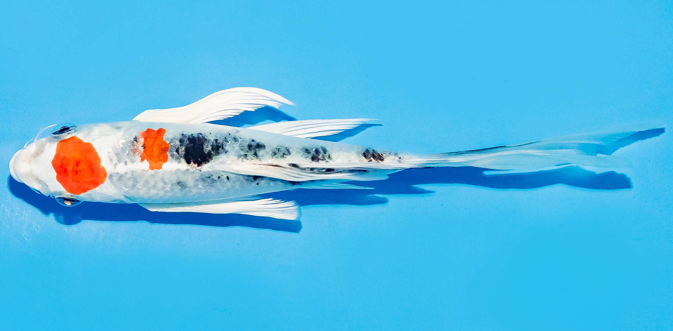 Butterfly Koi 20-25cm Nr. 5424