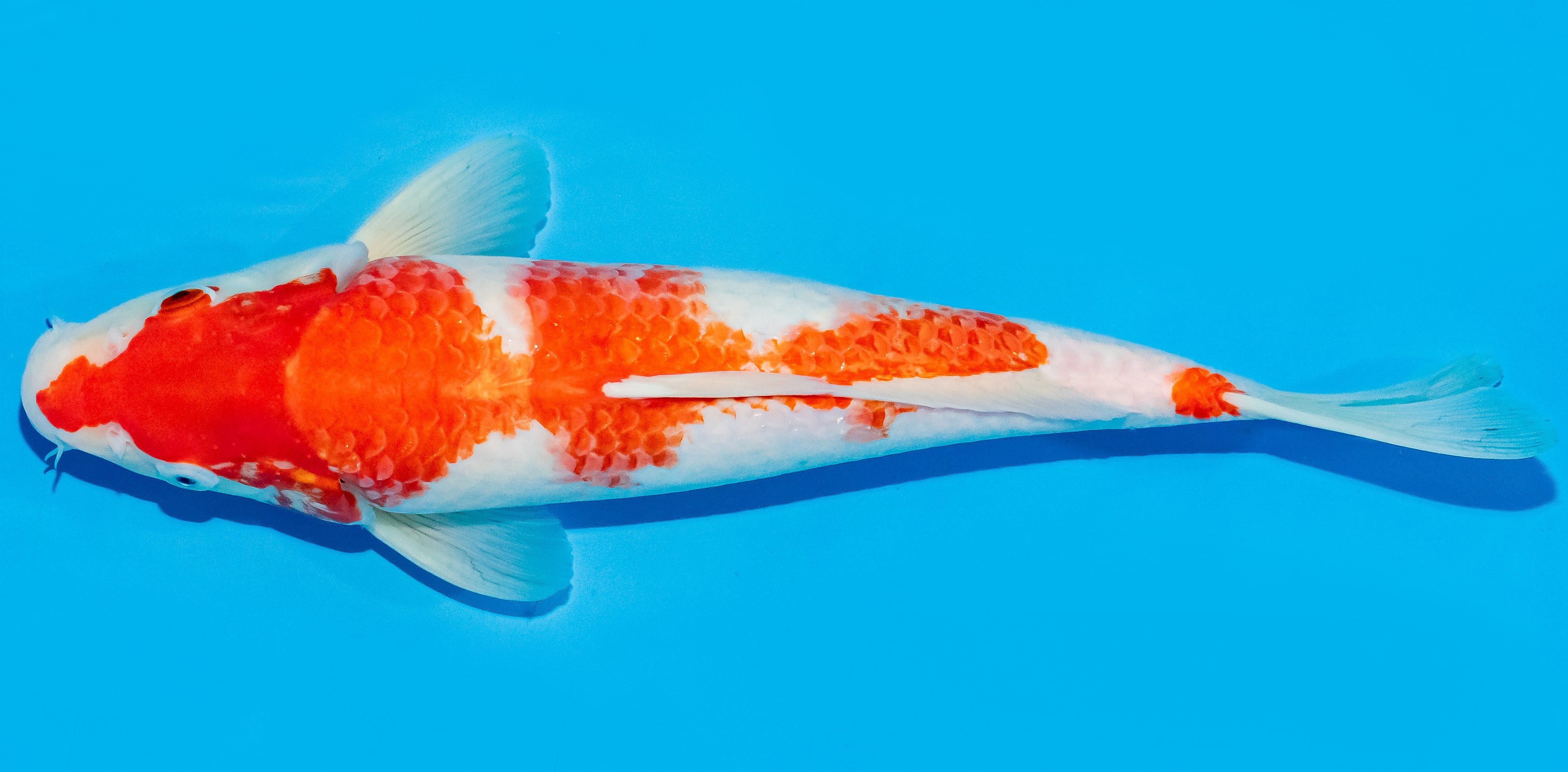 Koi 30-35cm Nr. 7621