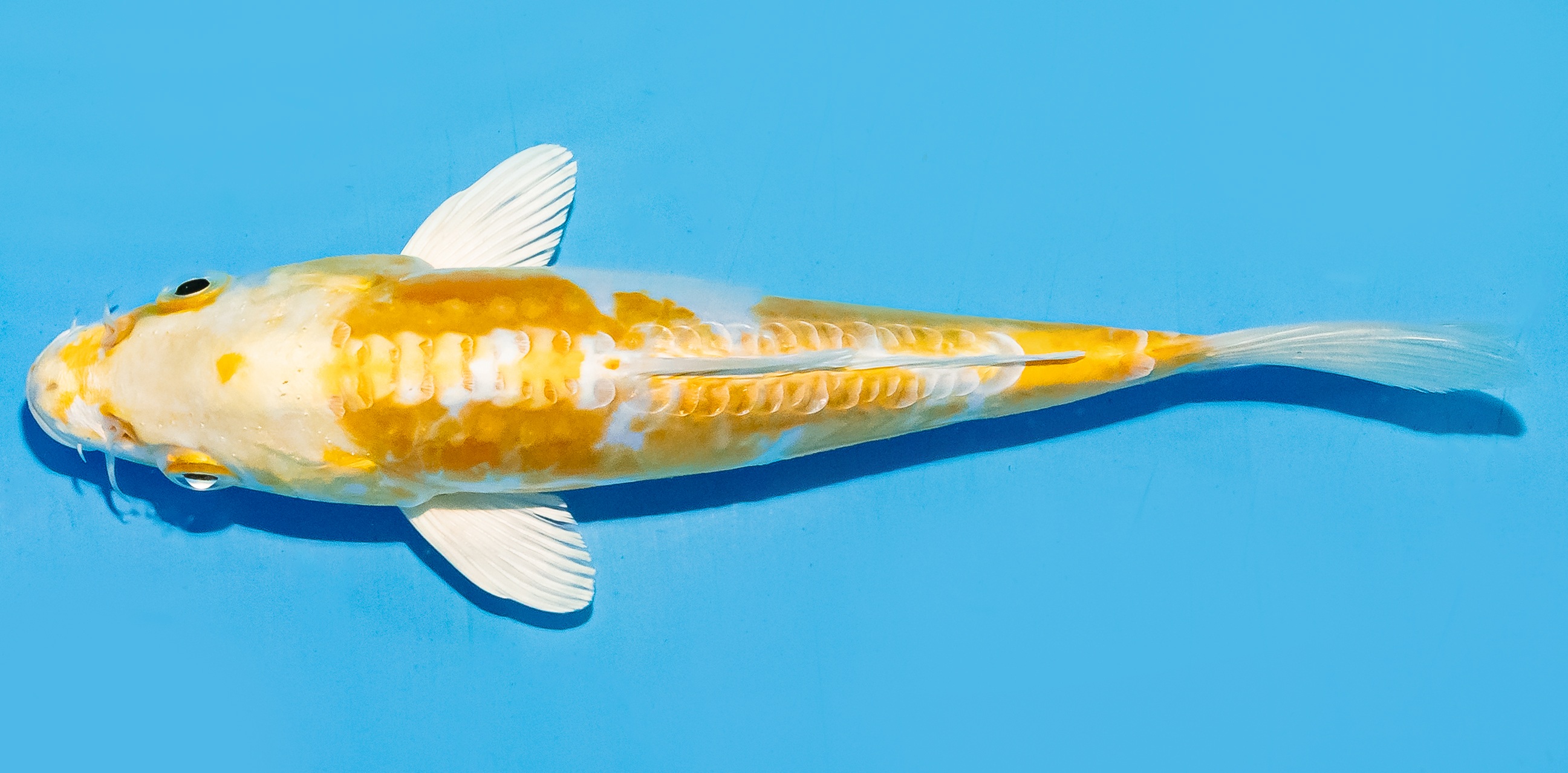 Koi 17-20cm Nr. 8767