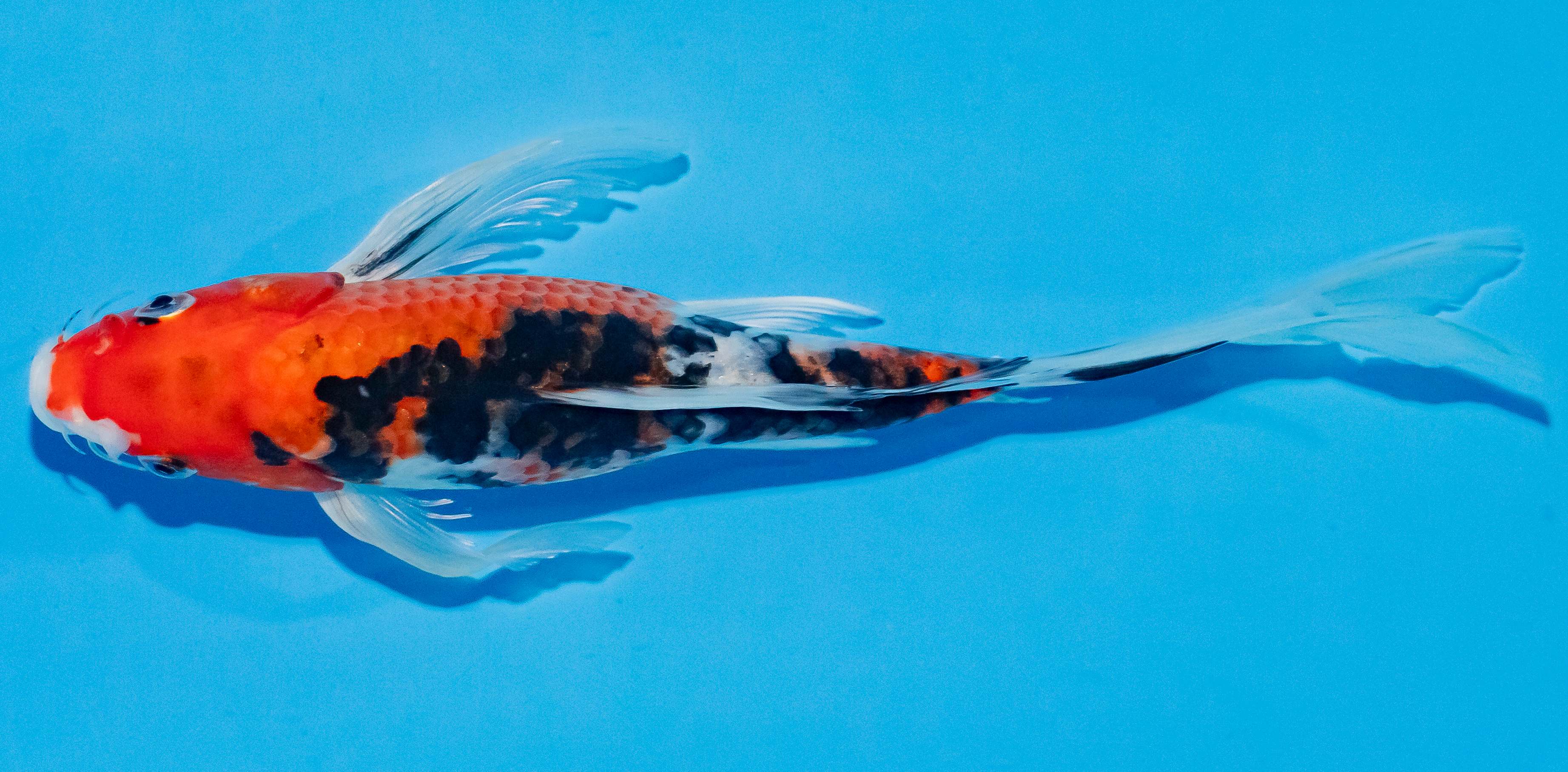 Butterfly Koi 25-30cm Nr. 2402