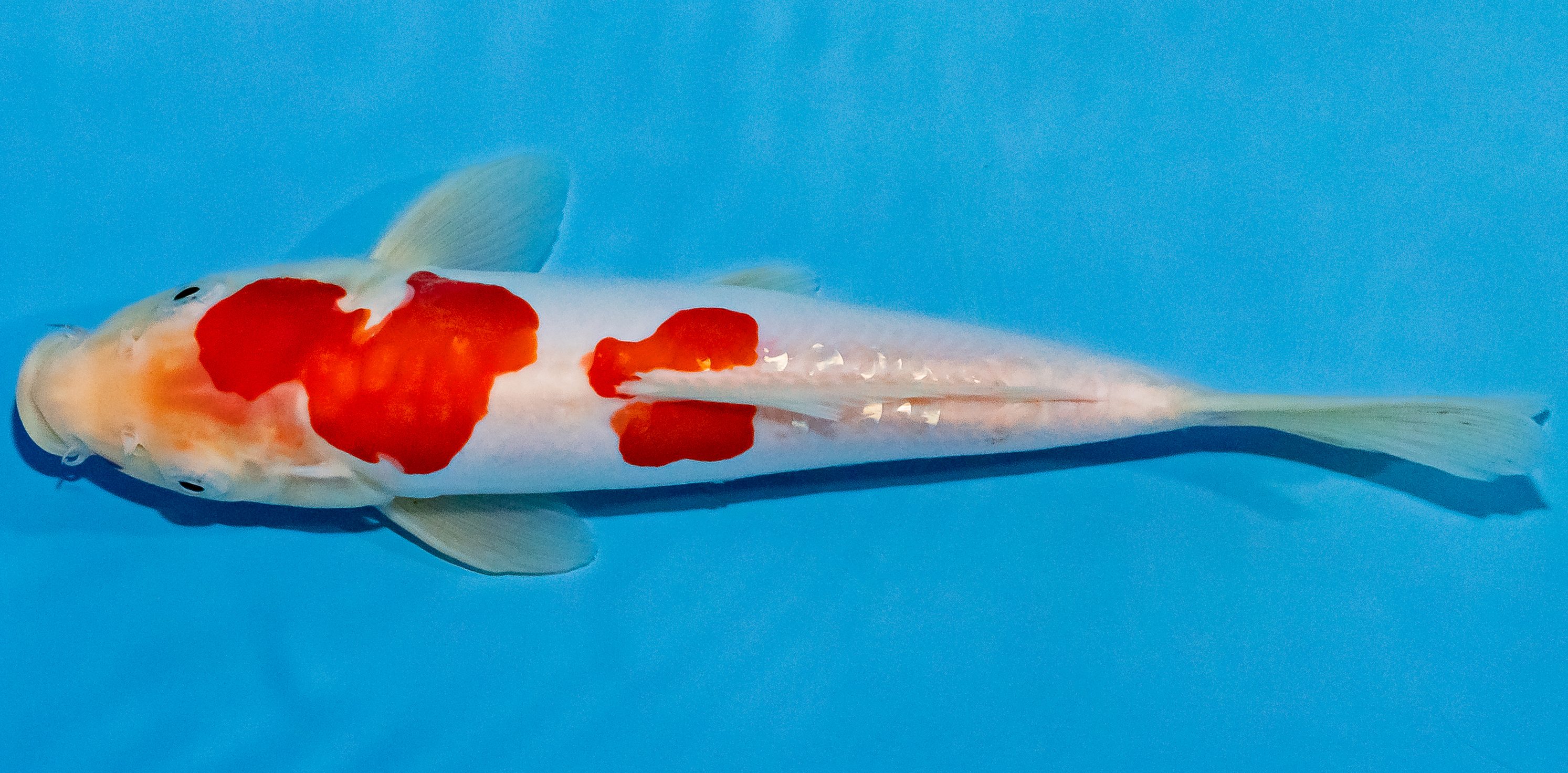 Koi 20-25cm Nr. 1930