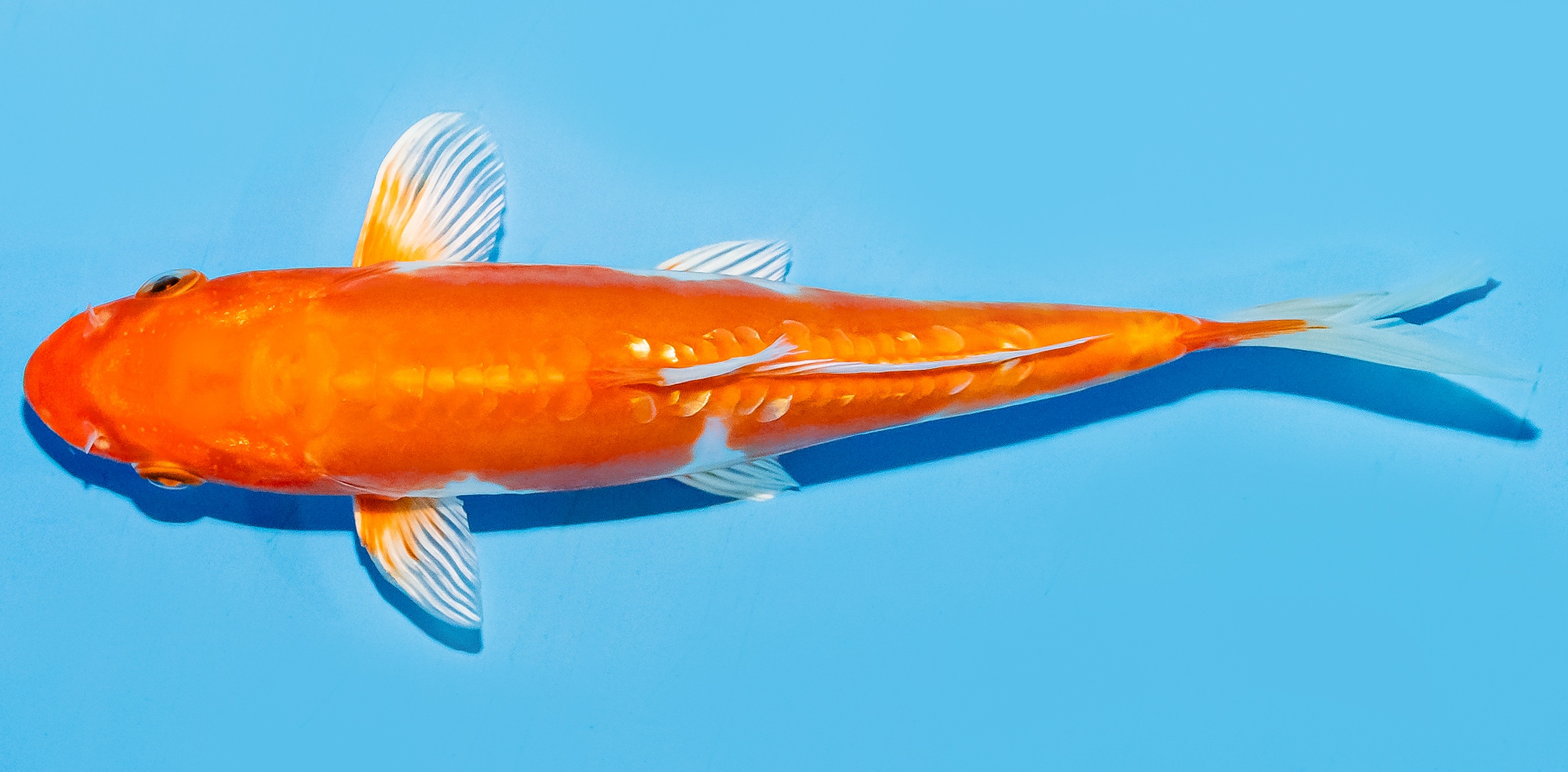 Koi 17-20cm Nr. 7758