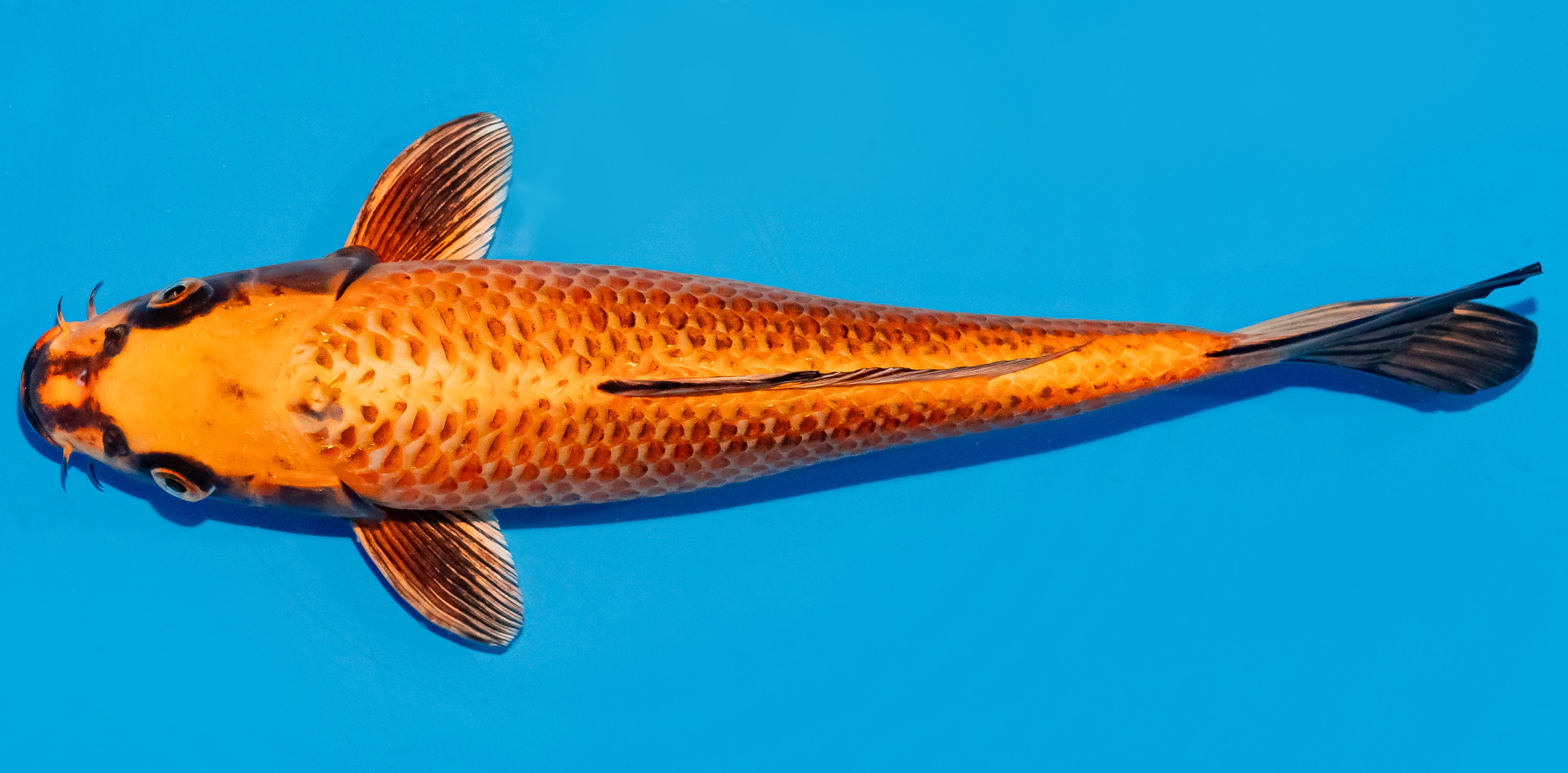 Koi 25-30cm Nr. 7955