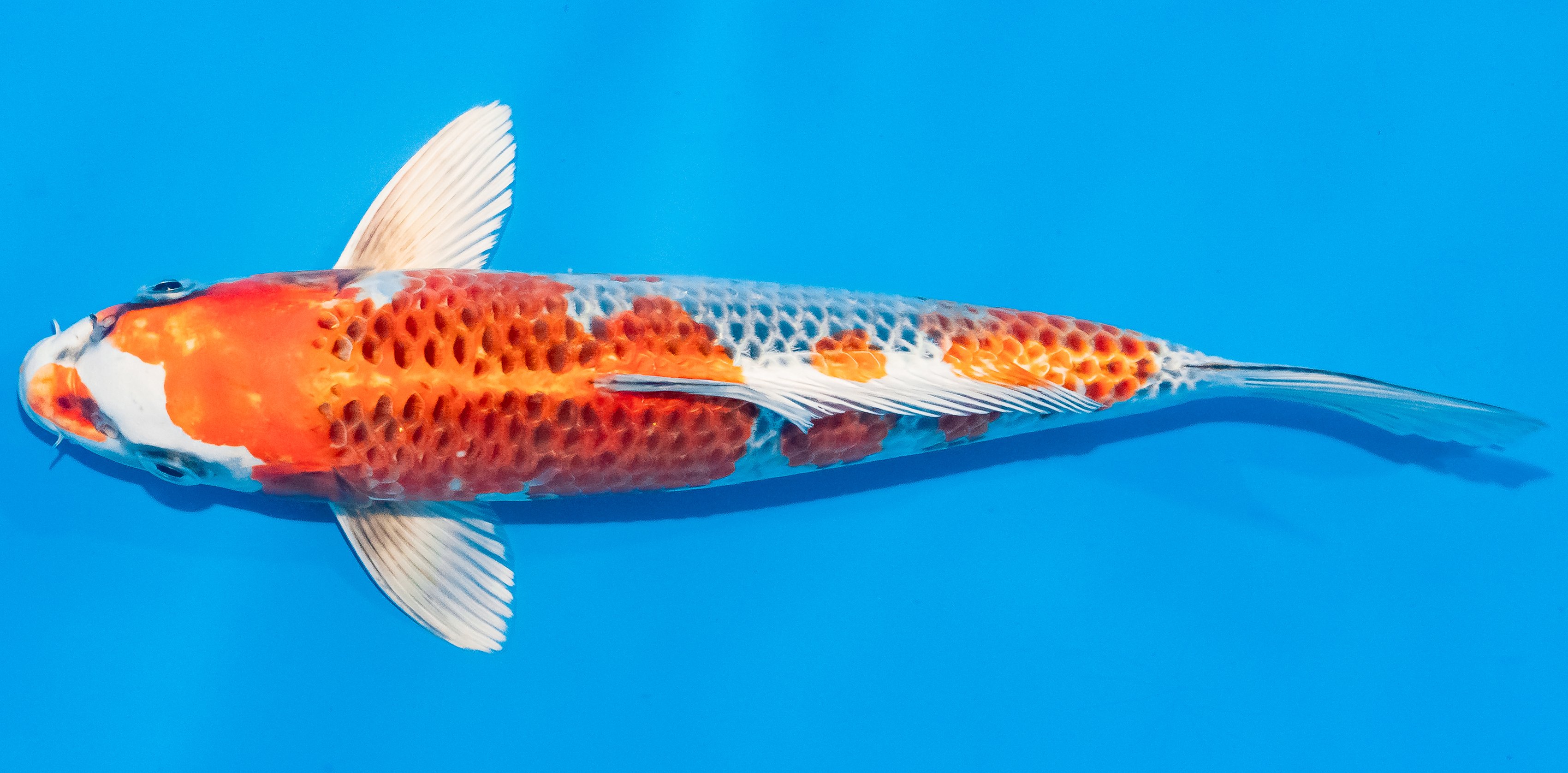 Koi 30-35cm Nr. 1366