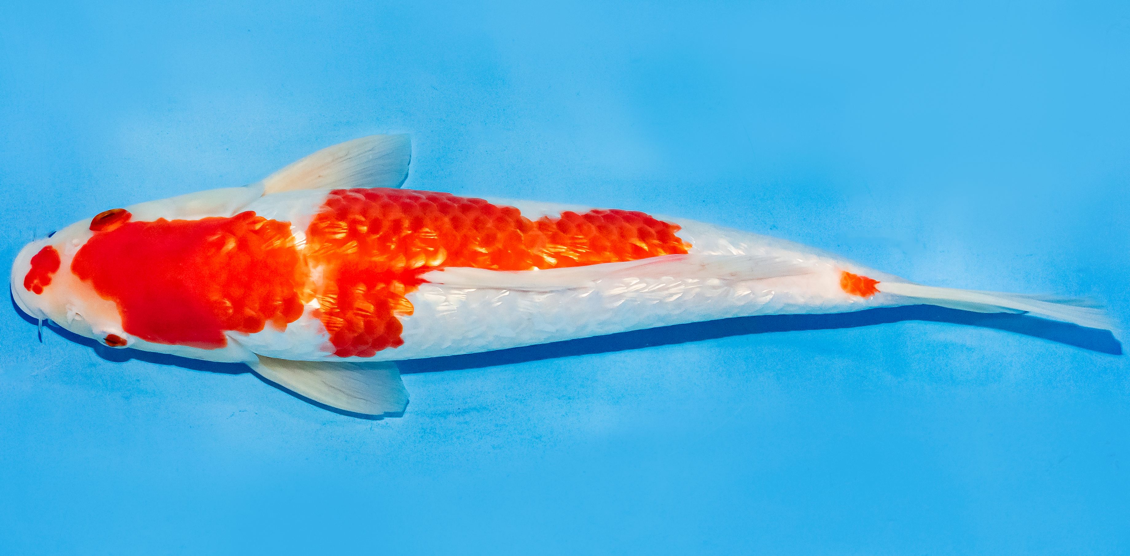 Koi 30-35cm Nr. 7615