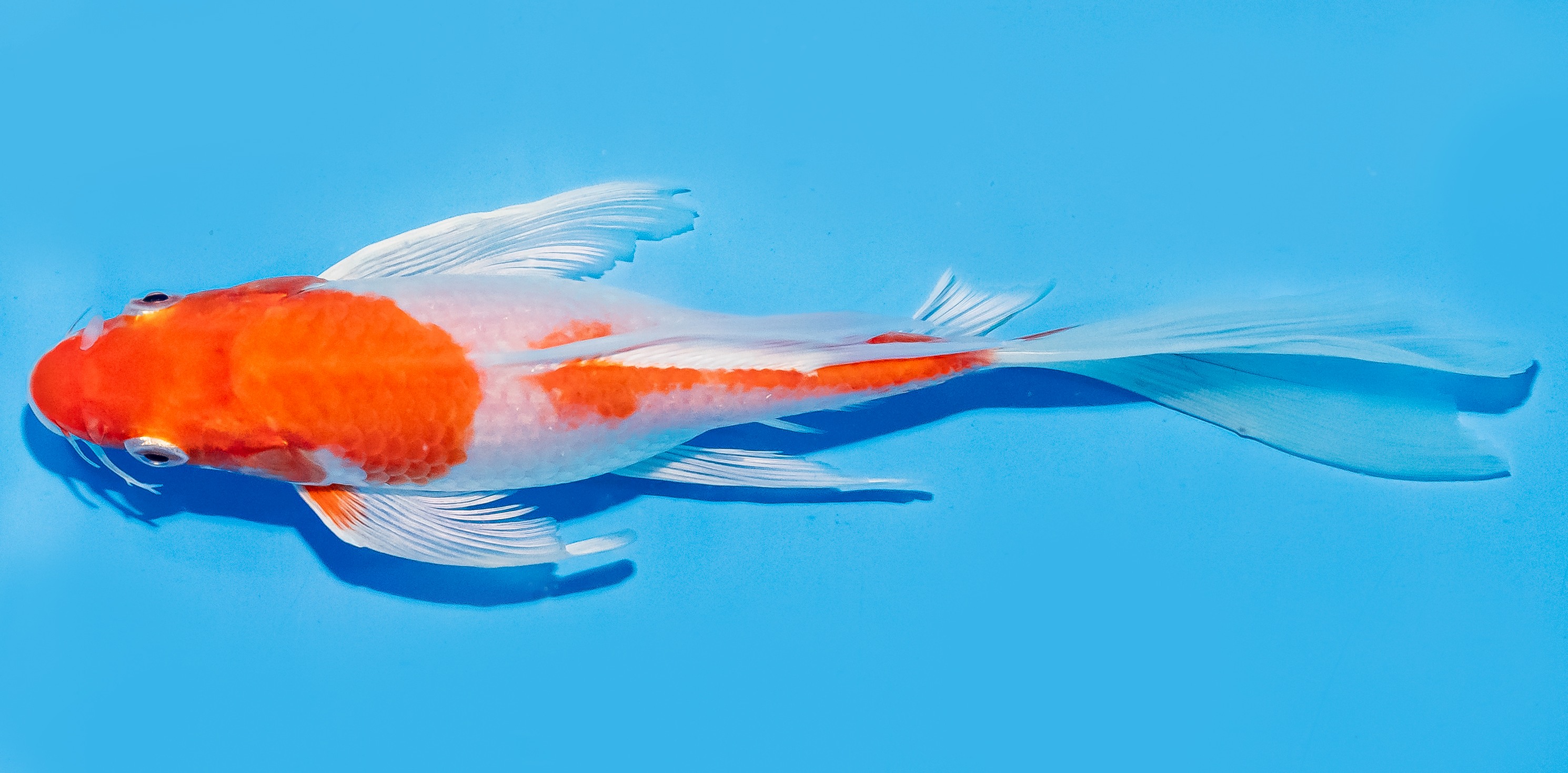 Butterfly Koi 17-20cm Nr. 6923