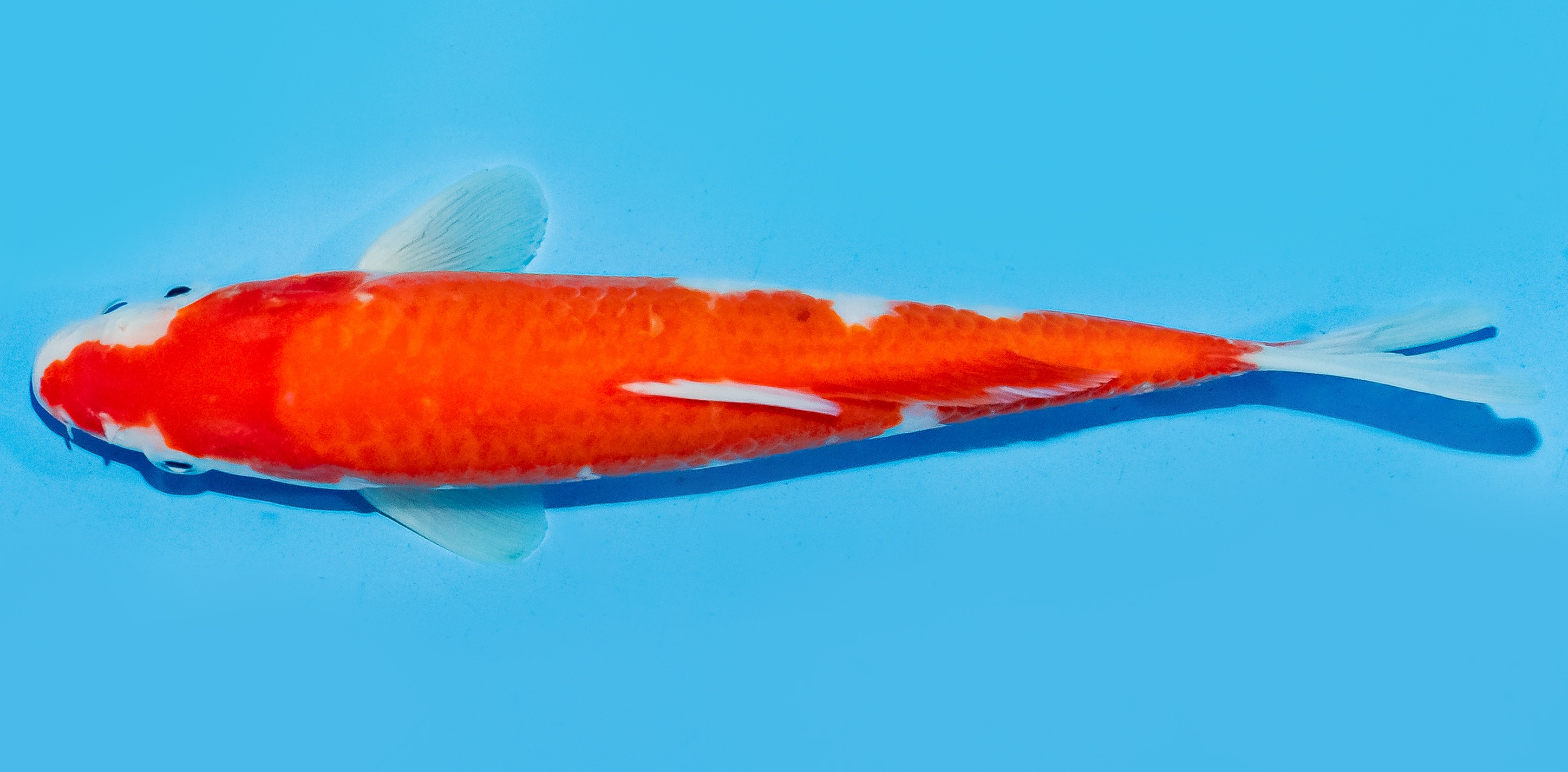 Koi 20-25cm Nr. 7555