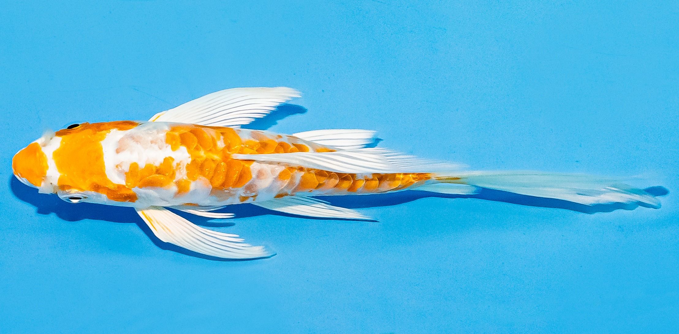Butterfly Koi 14-17cm Nr. 5759