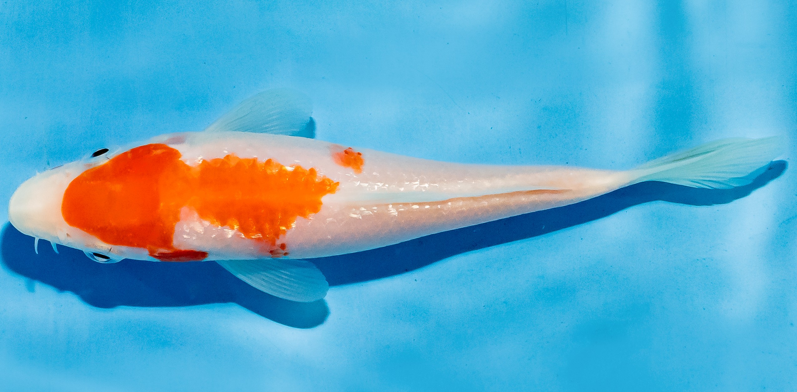 Koi 14-17cm Nr. 4793