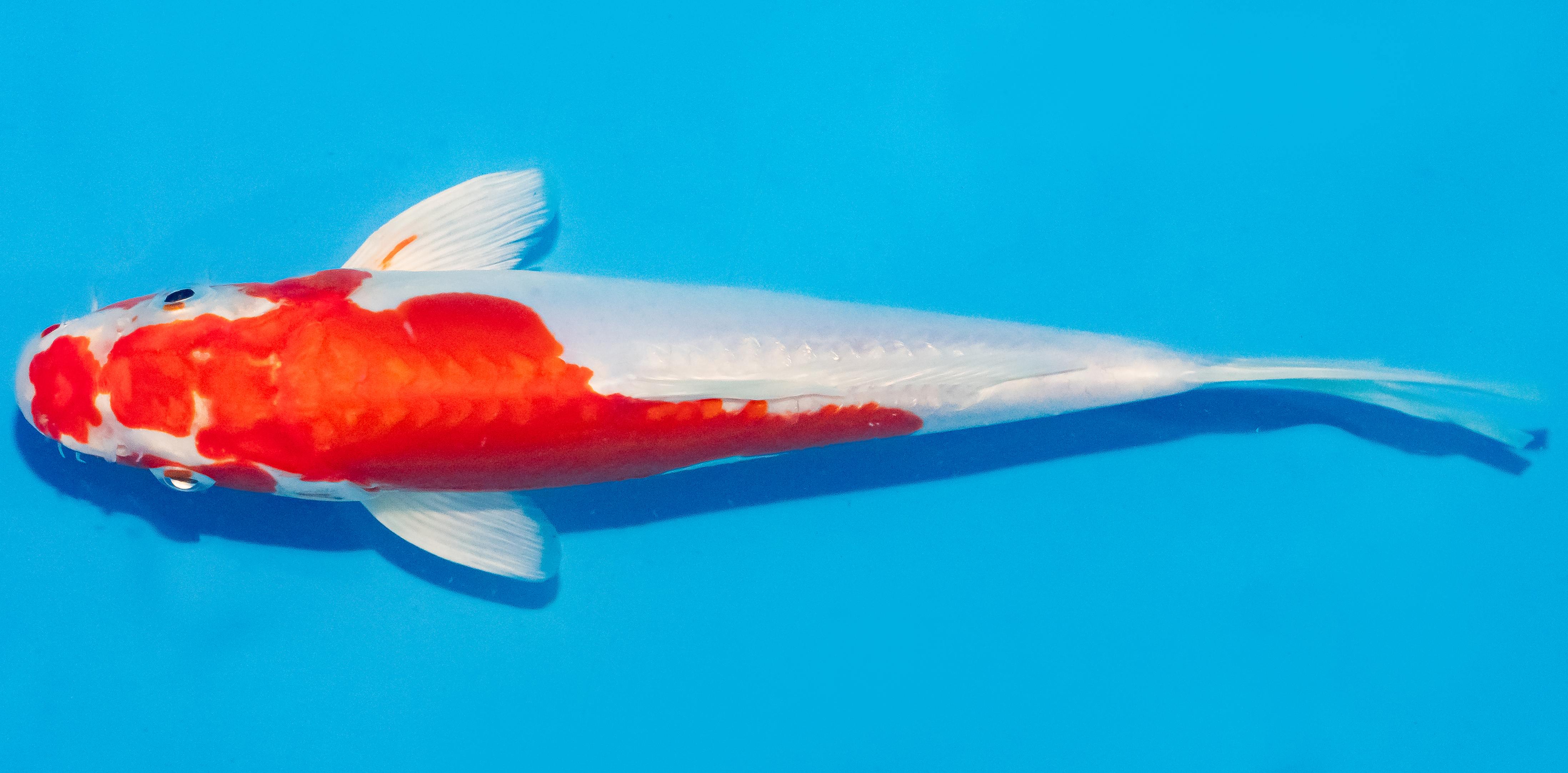 Koi 25-30cm Nr. 1605
