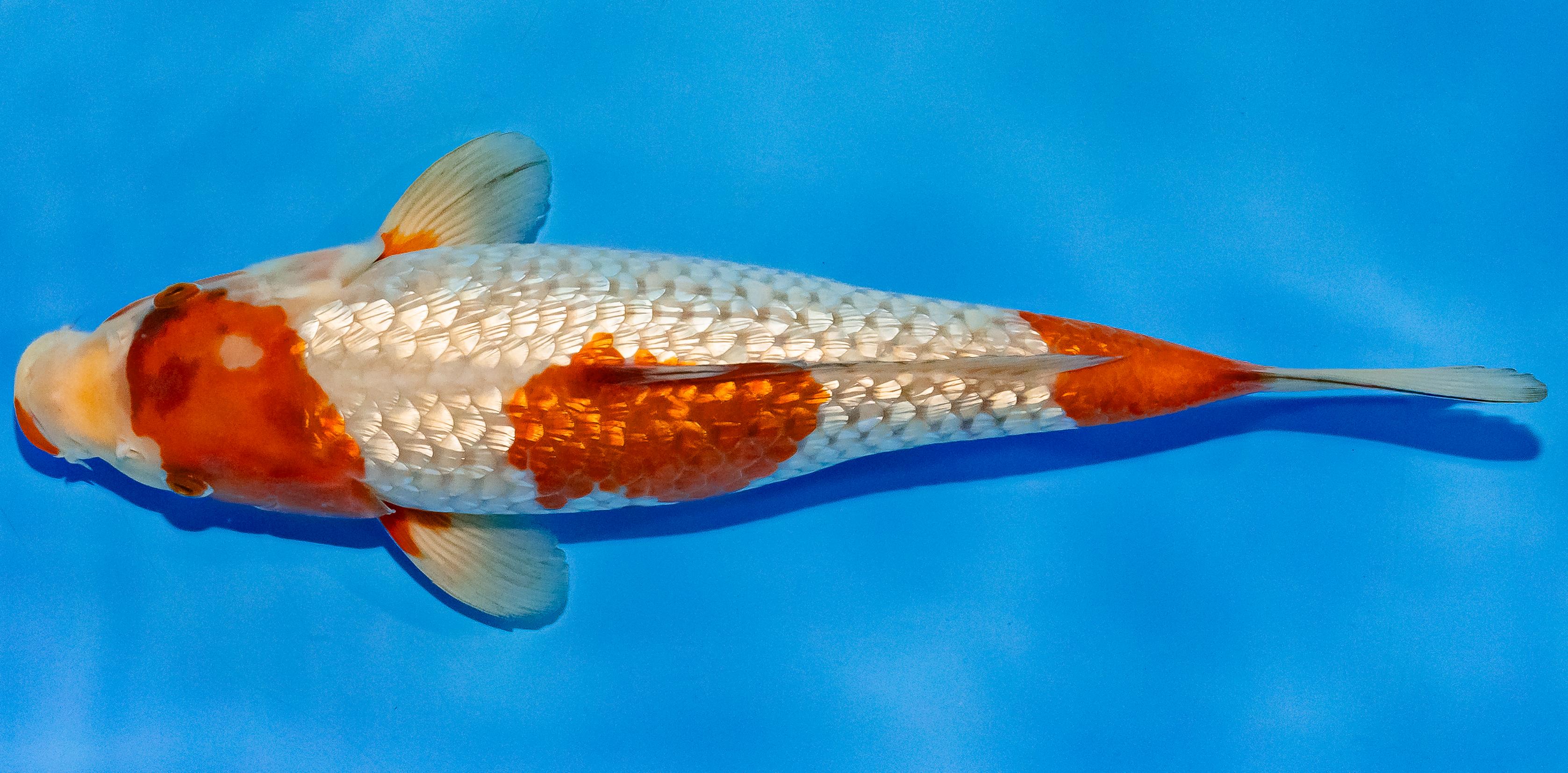 Koi 30-35cm Nr. 3710