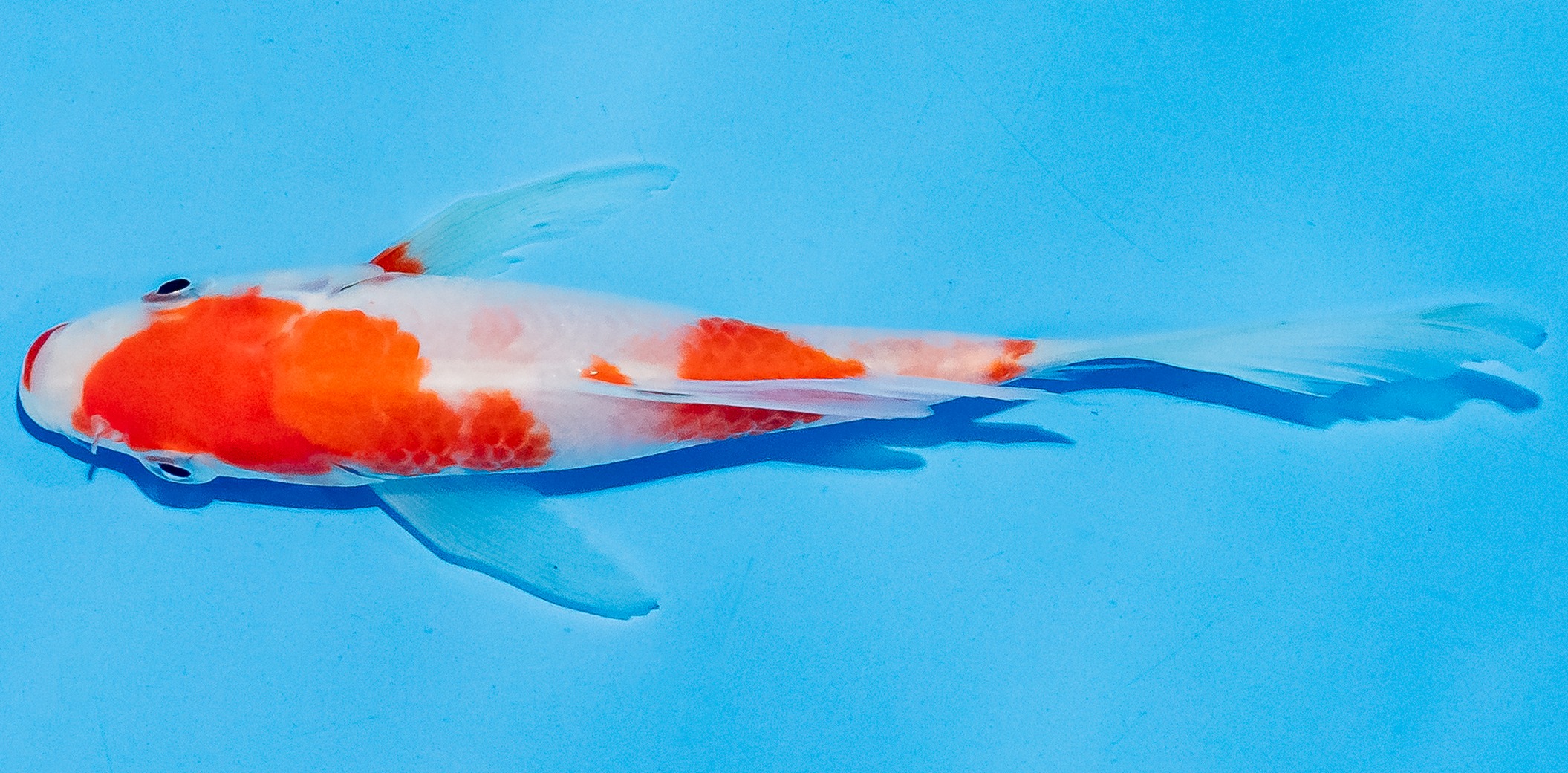 Butterfly Koi 14-17cm Nr. 5716