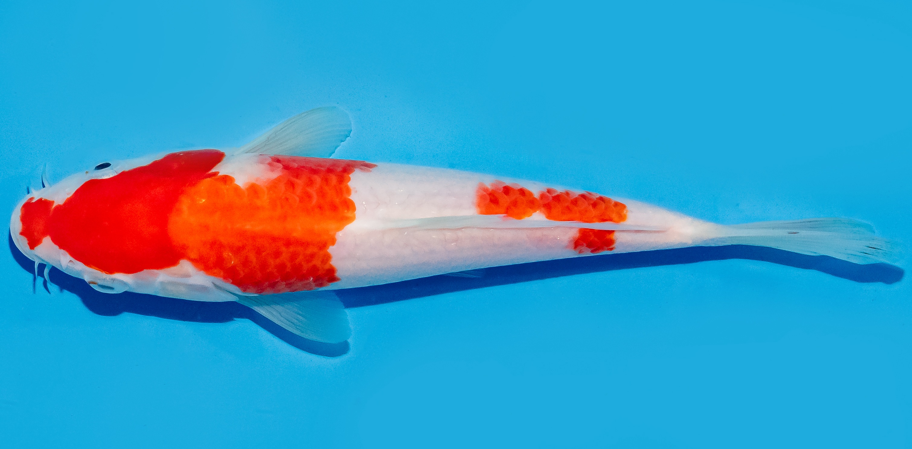 Koi 20-25cm Nr. 8615