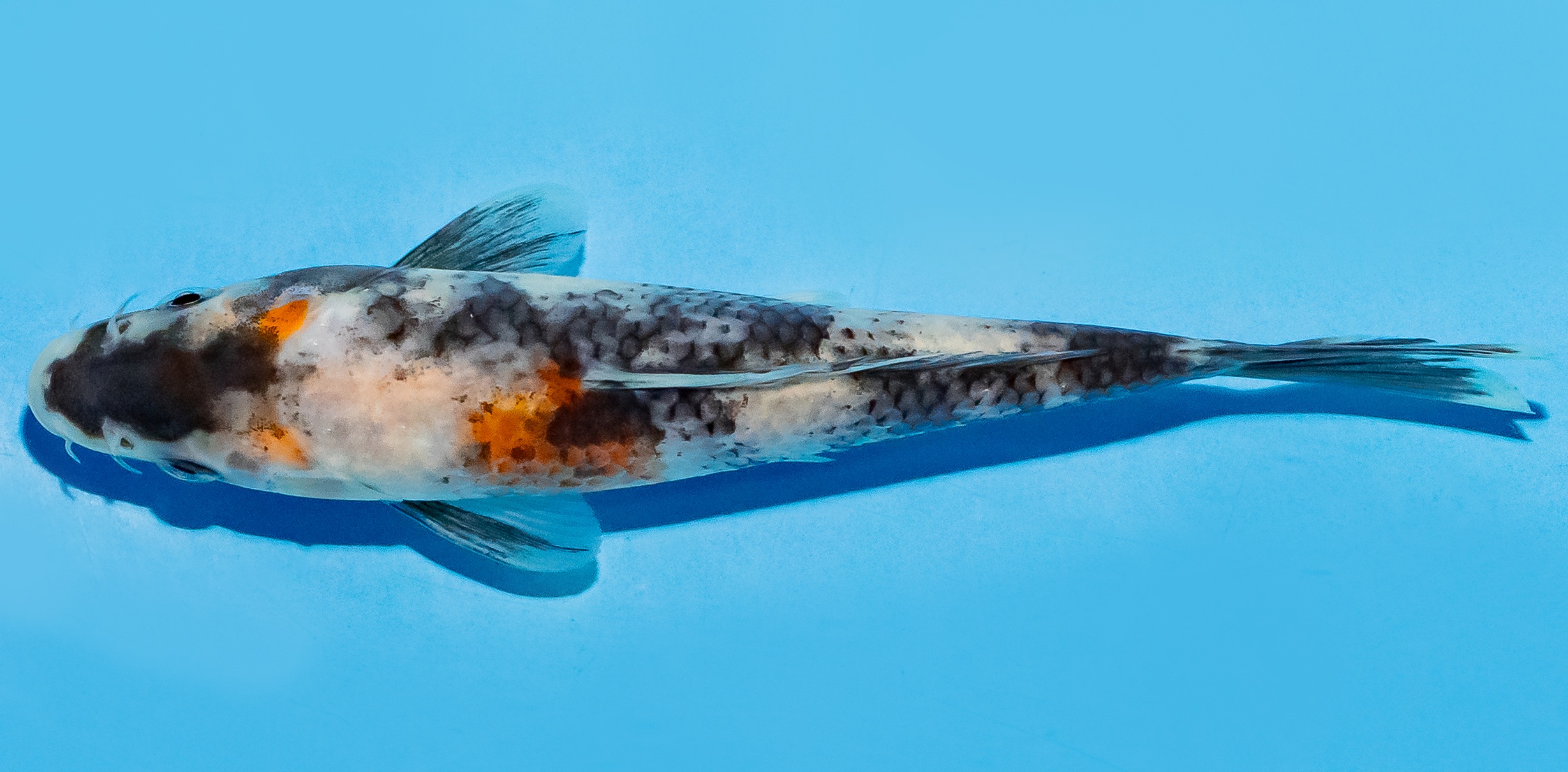 Koi 17-20cm Nr. 7752