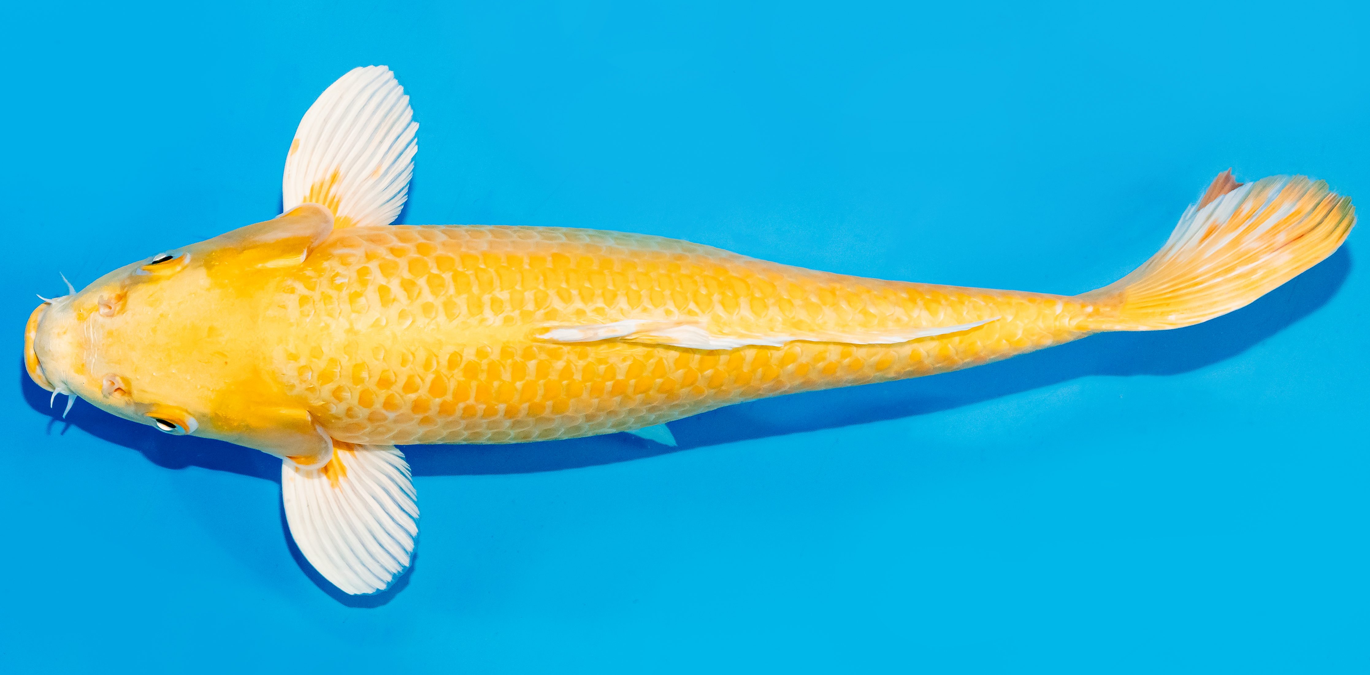 Koi 30-35cm Nr. 7629