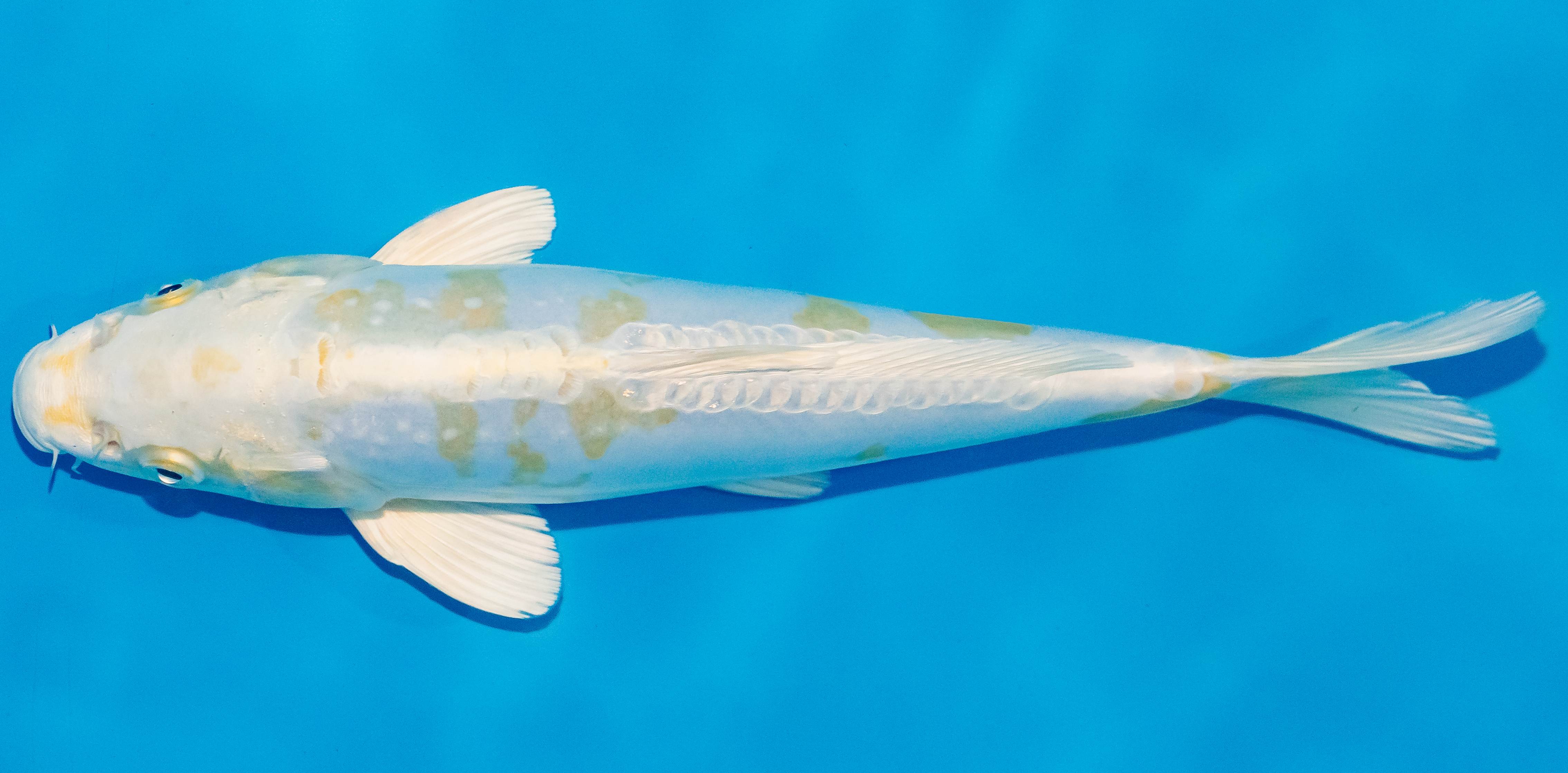 Koi 25-30cm Nr. 1601