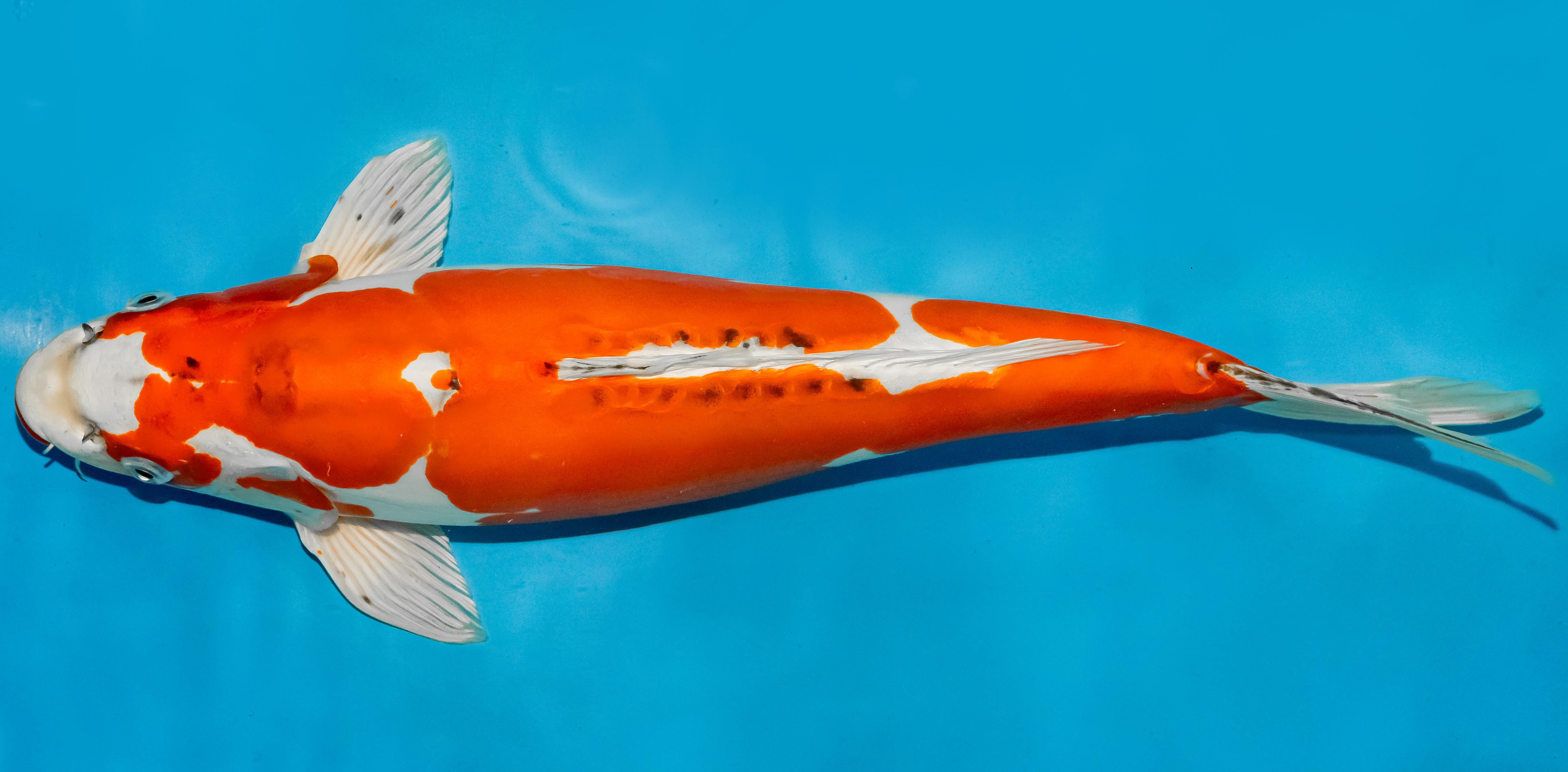 Koi 40-45cm Nr. 4947