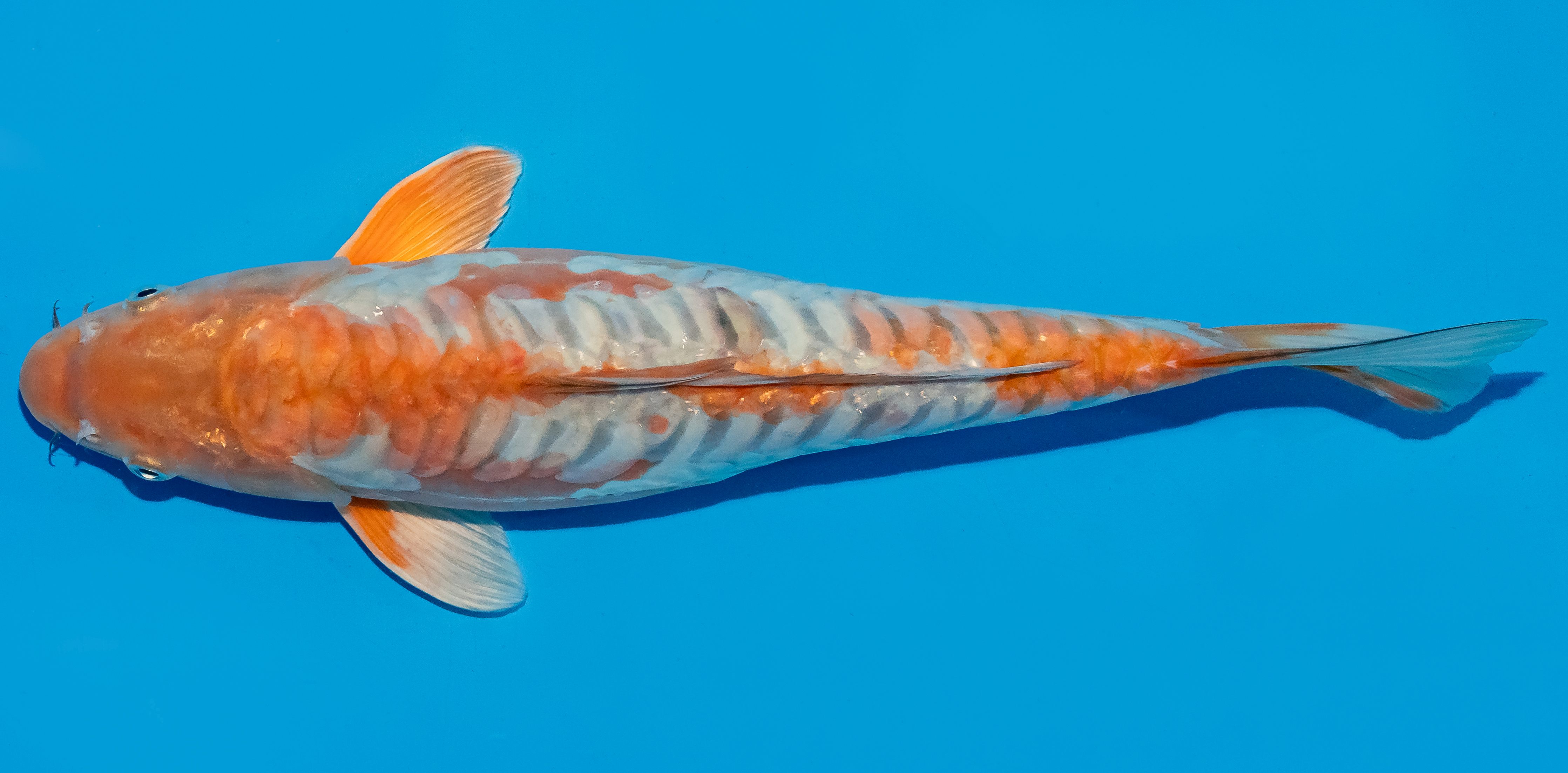 Koi 35-40cm Nr. 6718