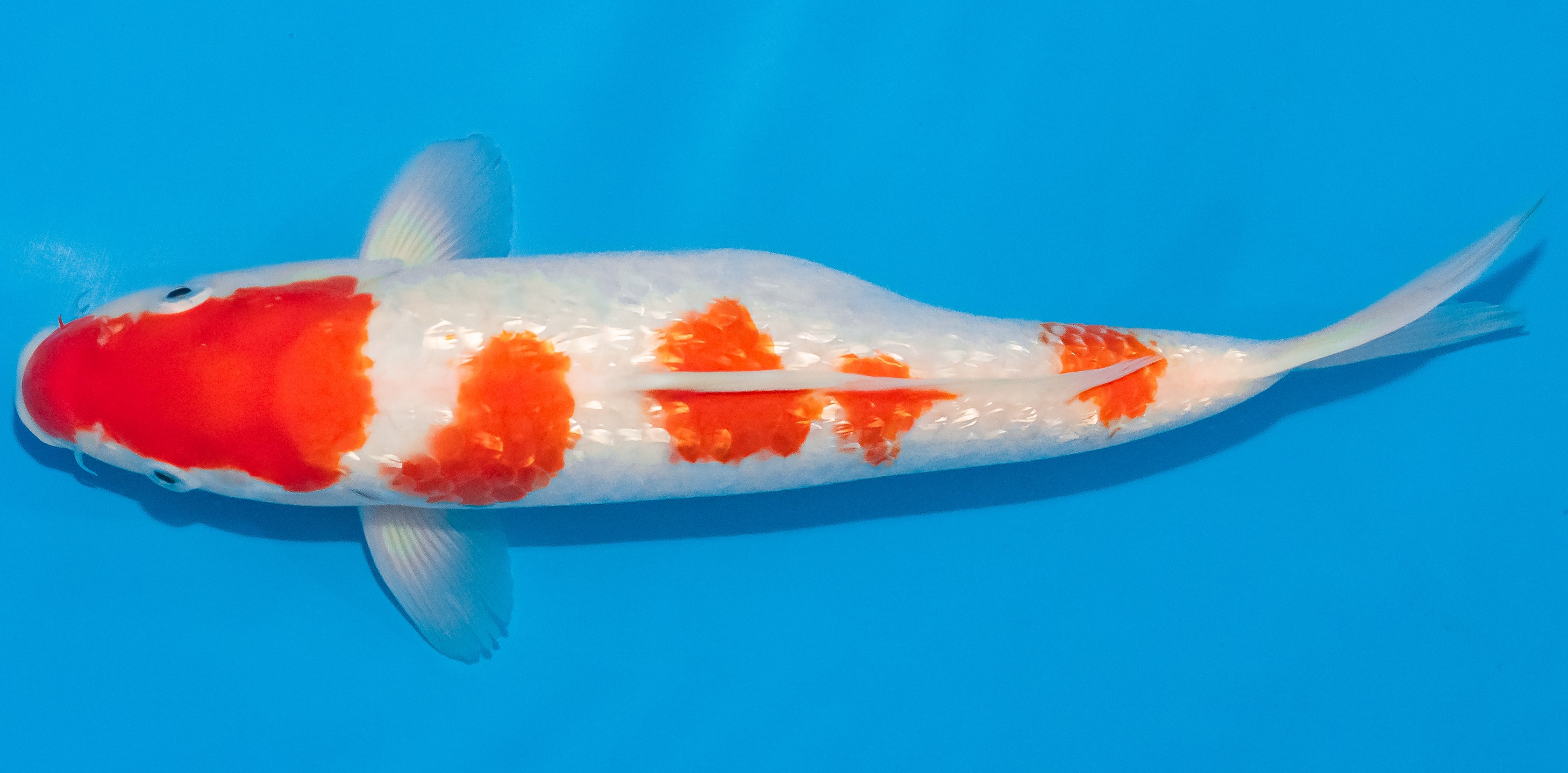 Koi 30-35cm Nr. 1371