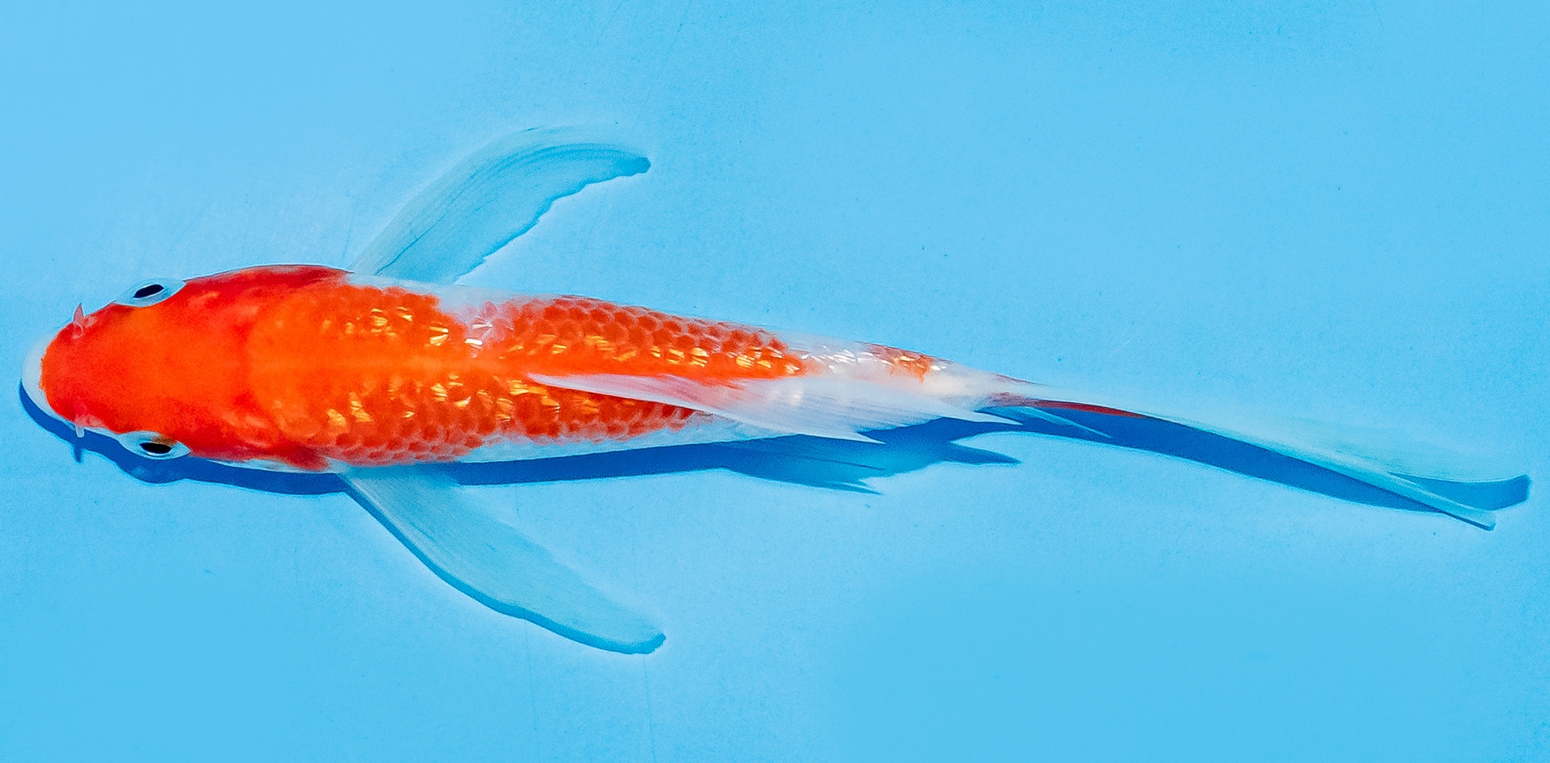 Butterfly Koi 14-17cm Nr. 7425