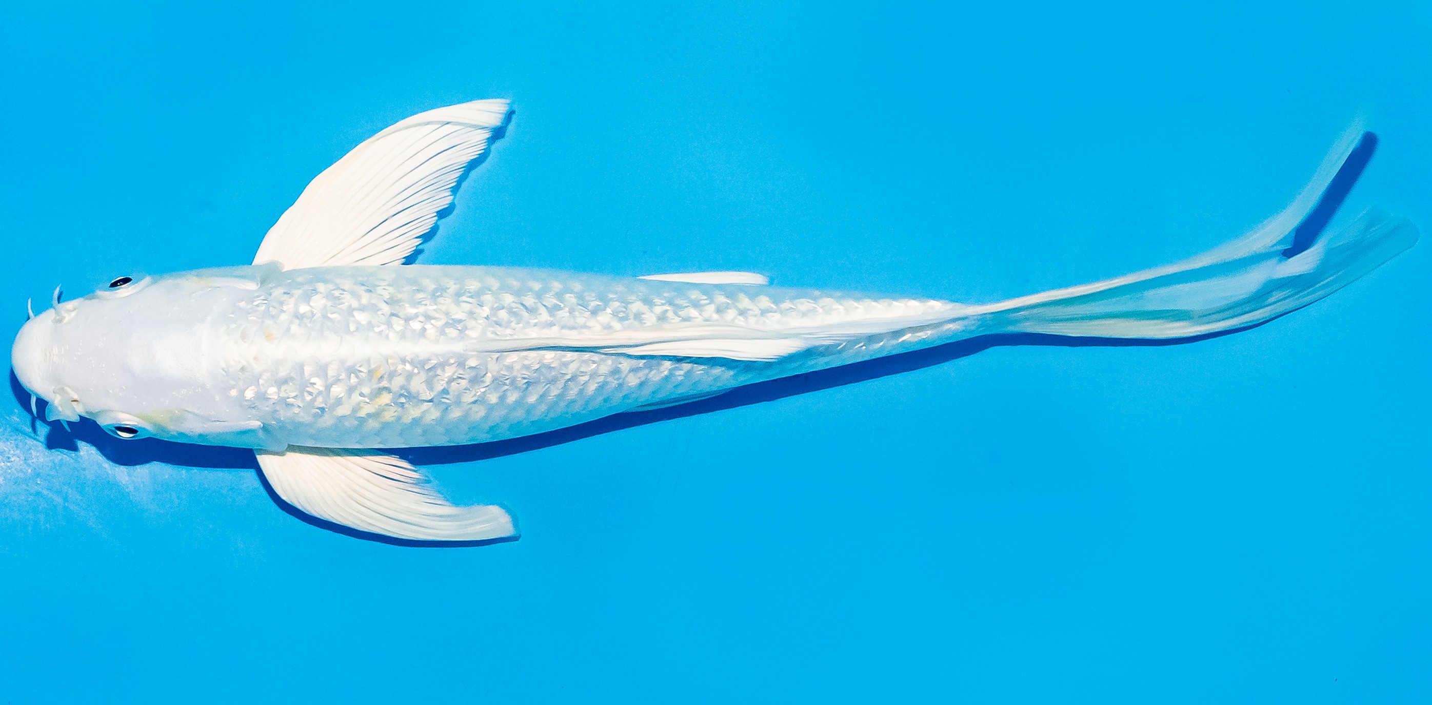 Butterfly Koi 20-25cm Nr. 5455