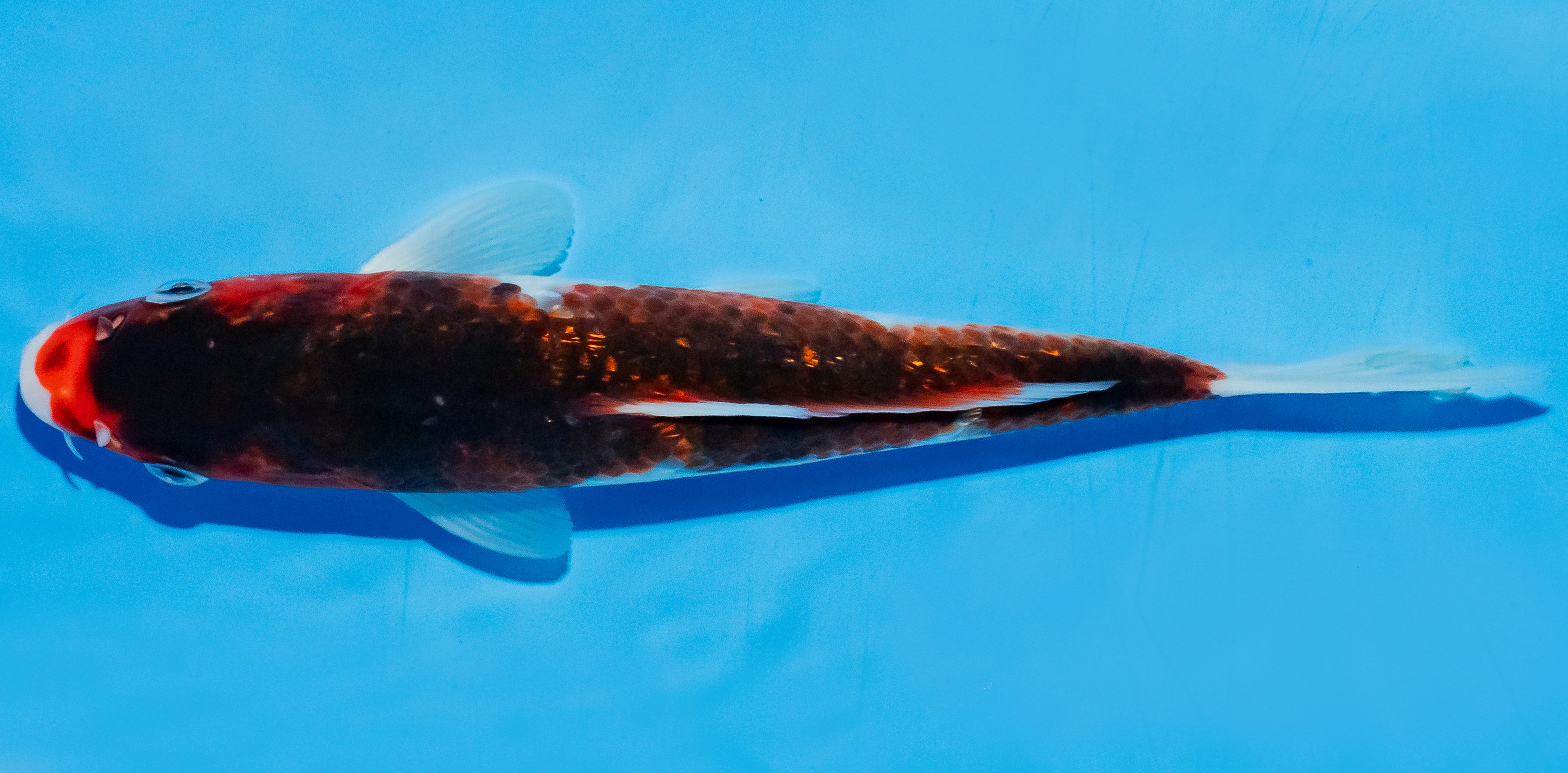 Koi 20-25cm Nr. 6032