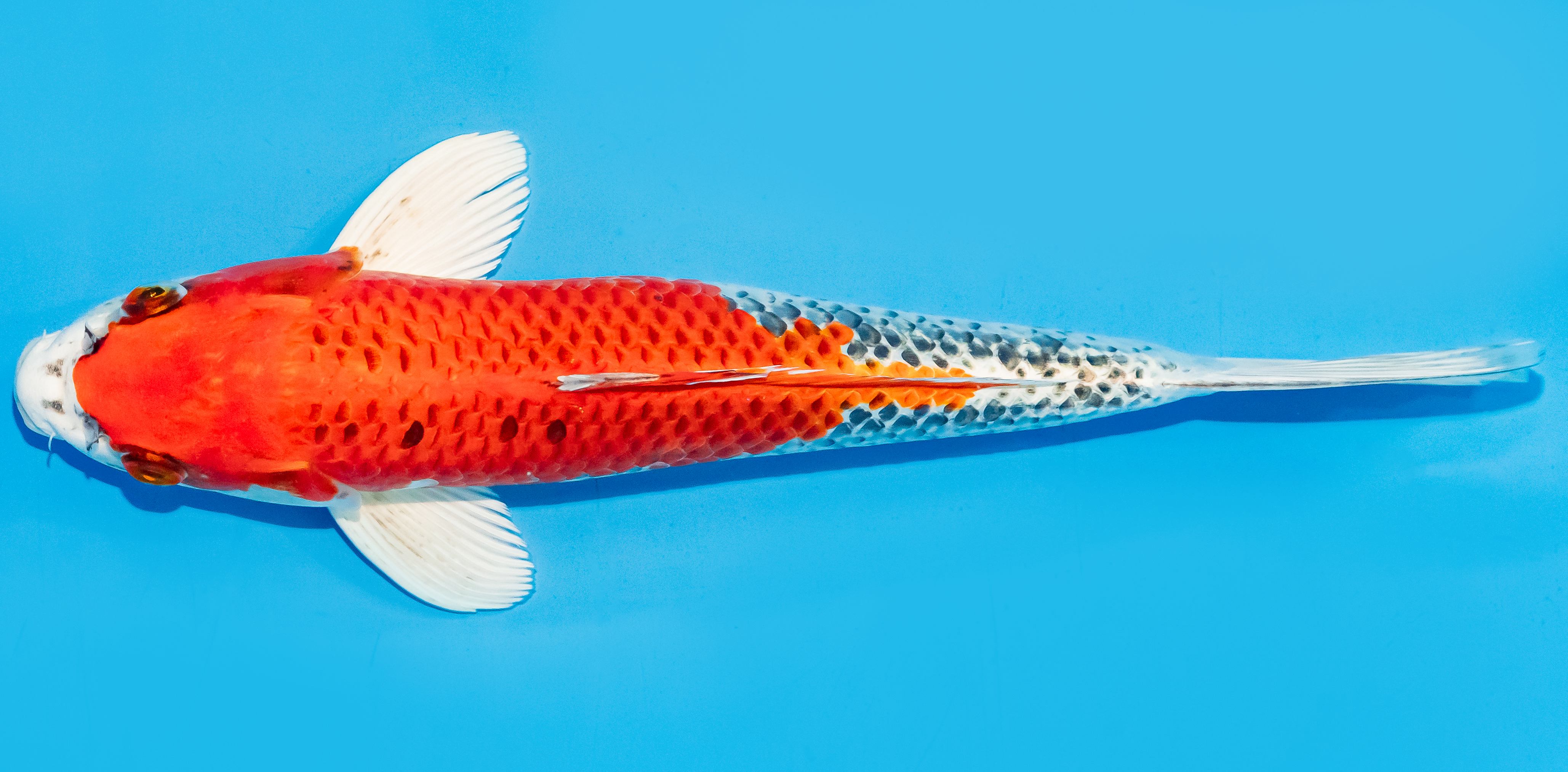 Koi 30-35cm Nr. 7652