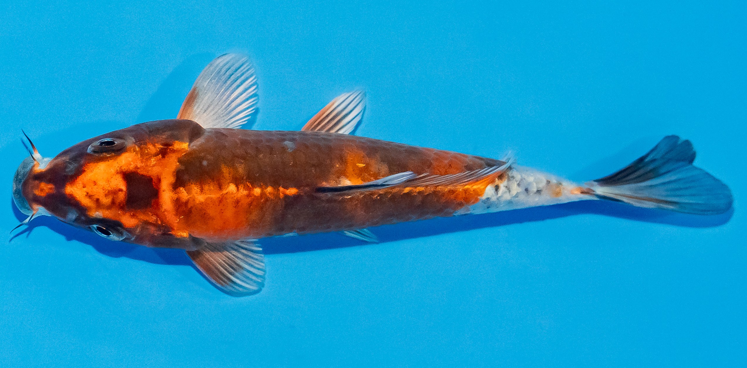 Koi 14-17cm Nr. 3089