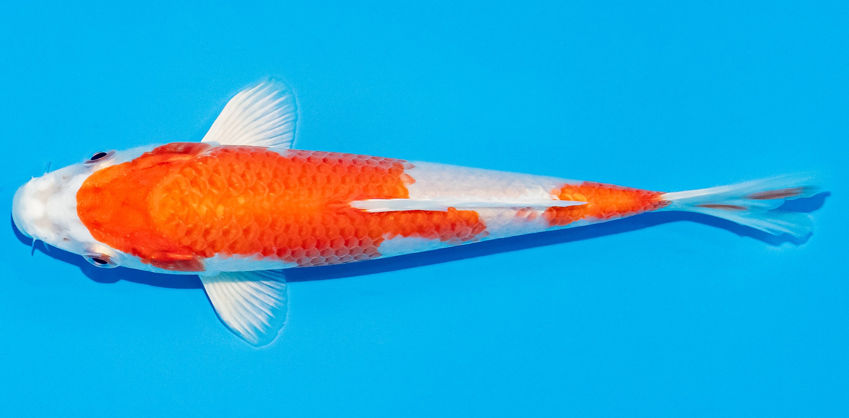 Koi 14-17cm Nr. 3127