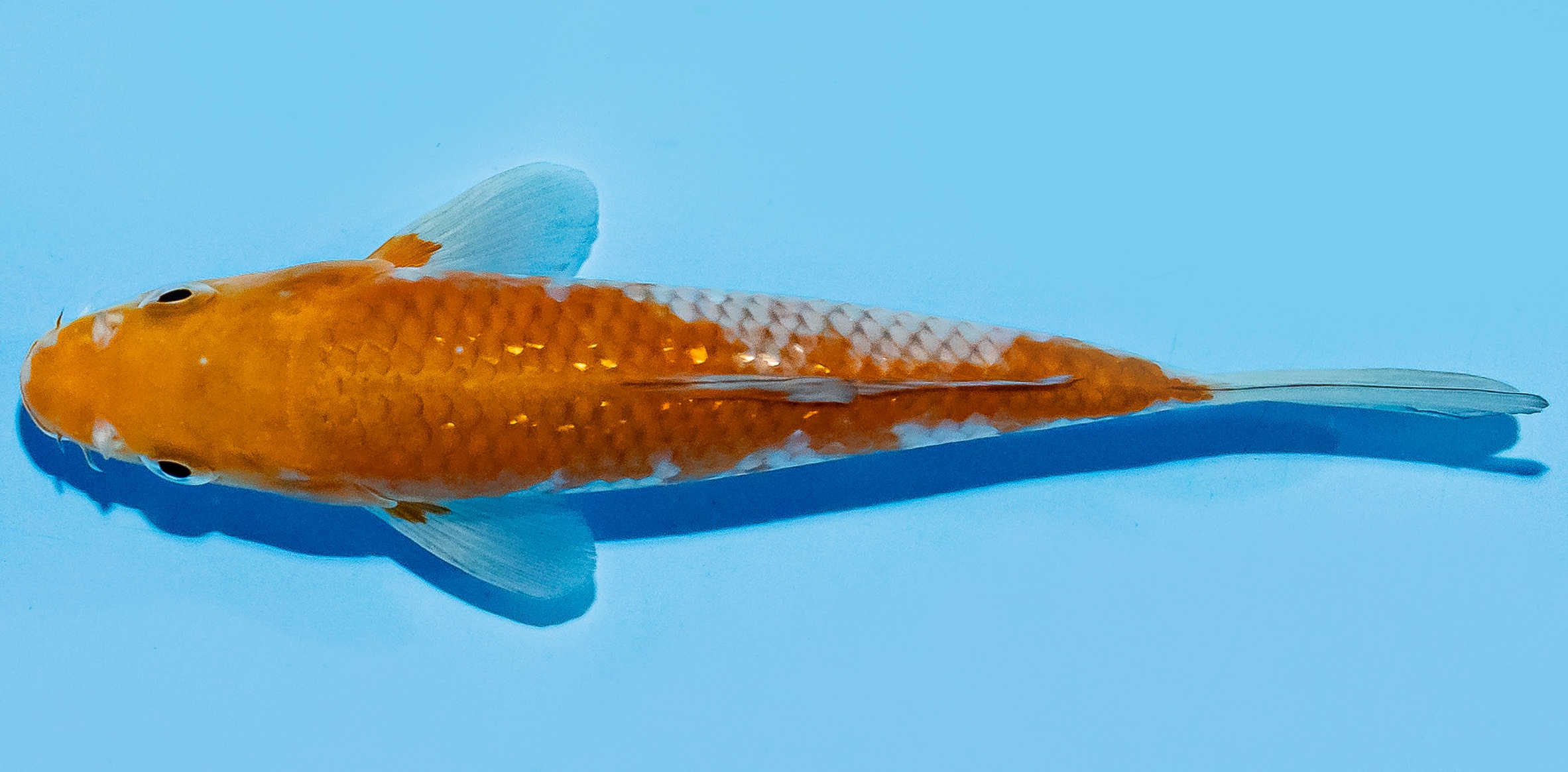 Koi 17-20cm Nr. 7774