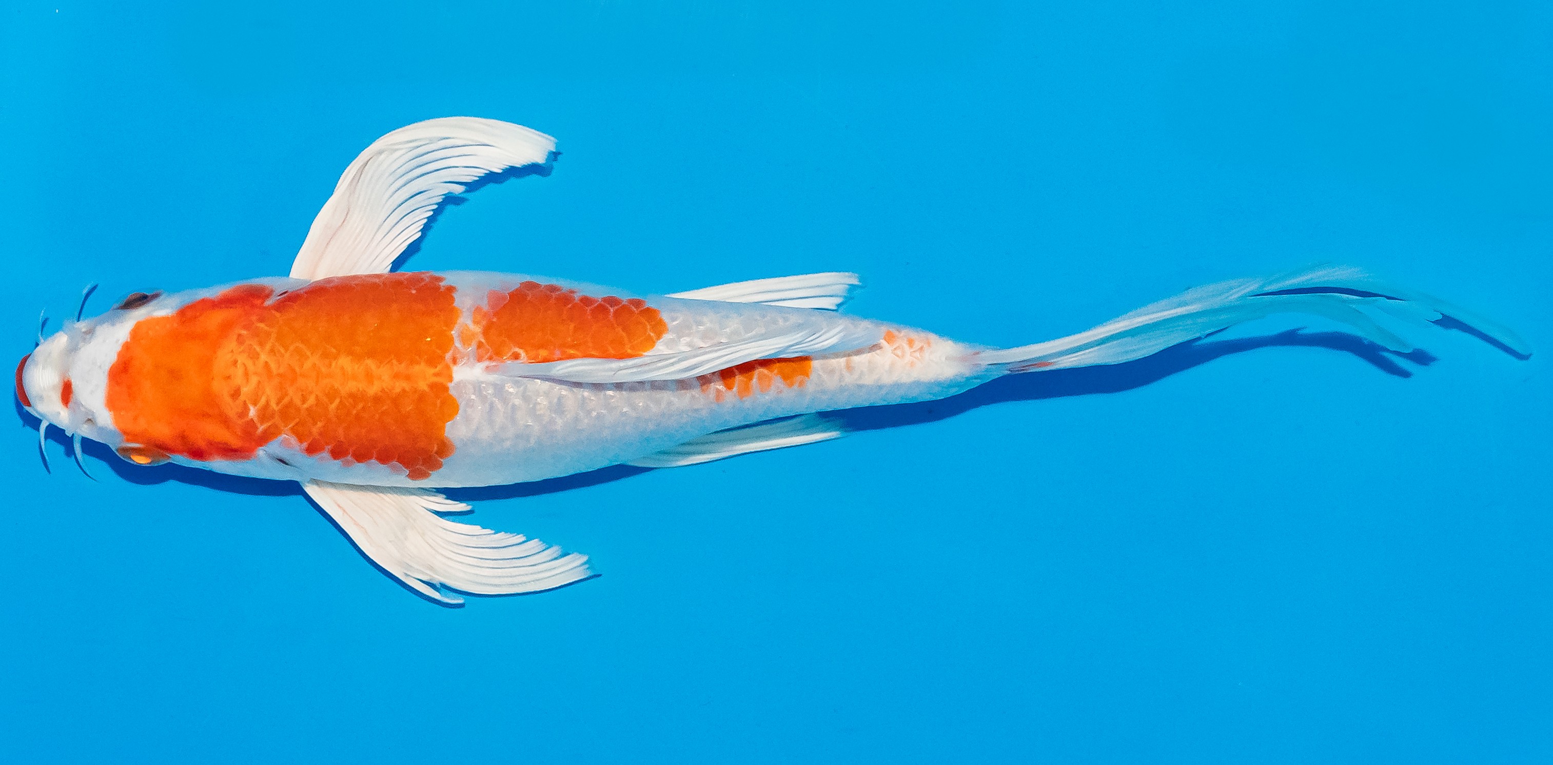 Butterfly Koi 20-25cm Nr. 3391