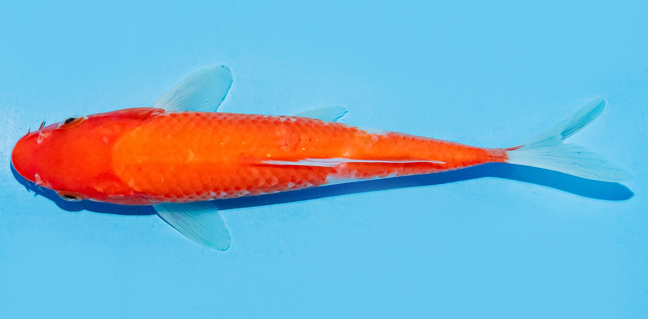 Koi 17-20cm Nr. 8774