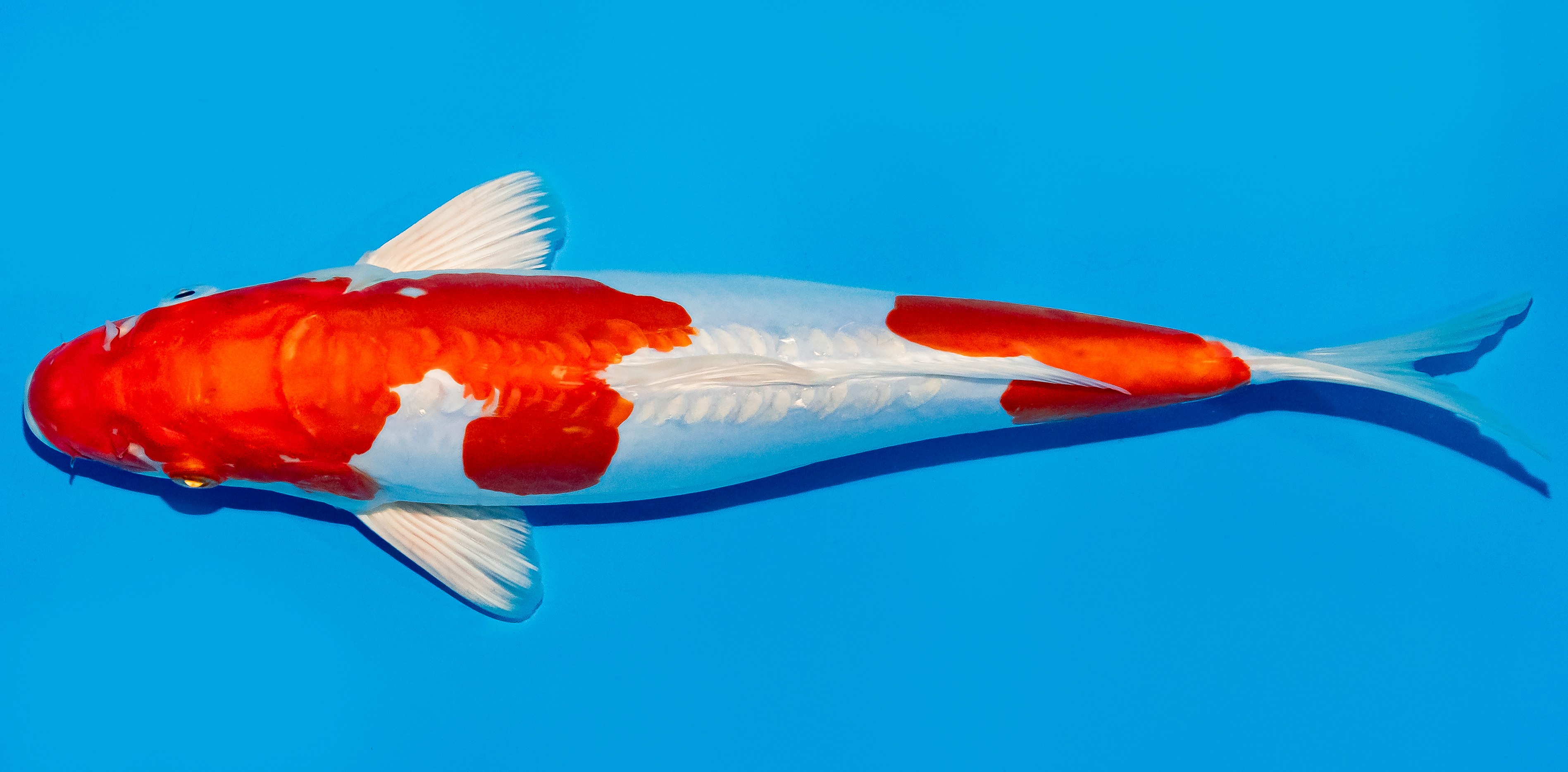 Koi 30-35cm Nr. 5156